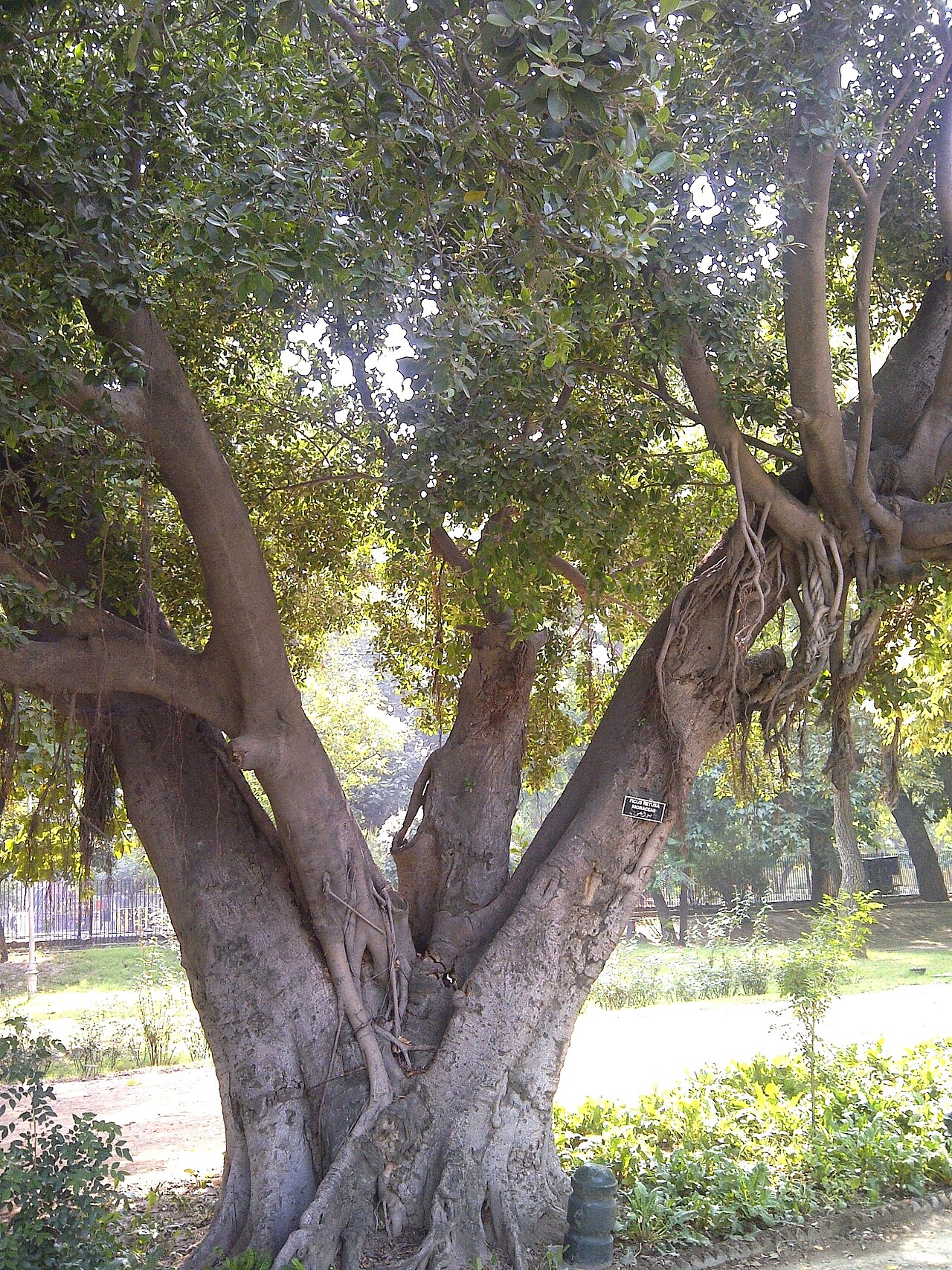 Ficus retusa