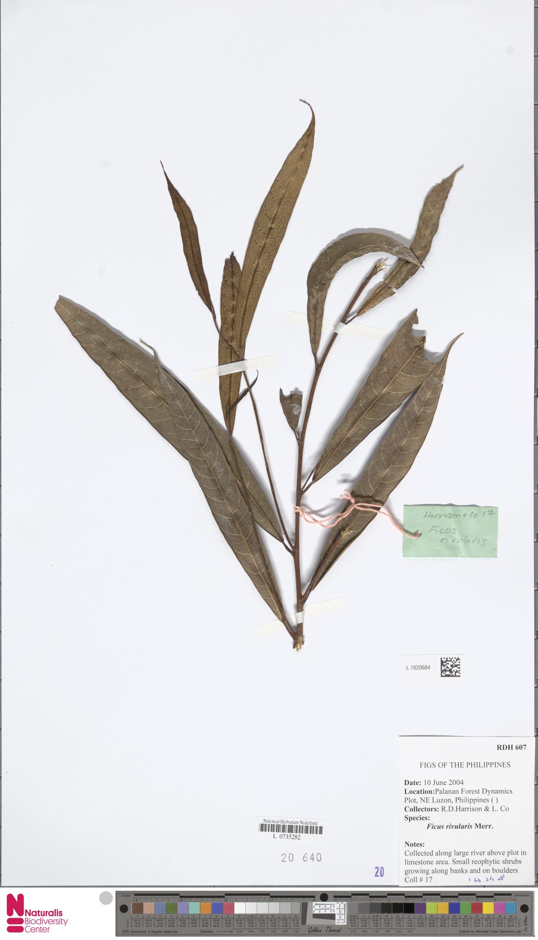 Ficus rivularis