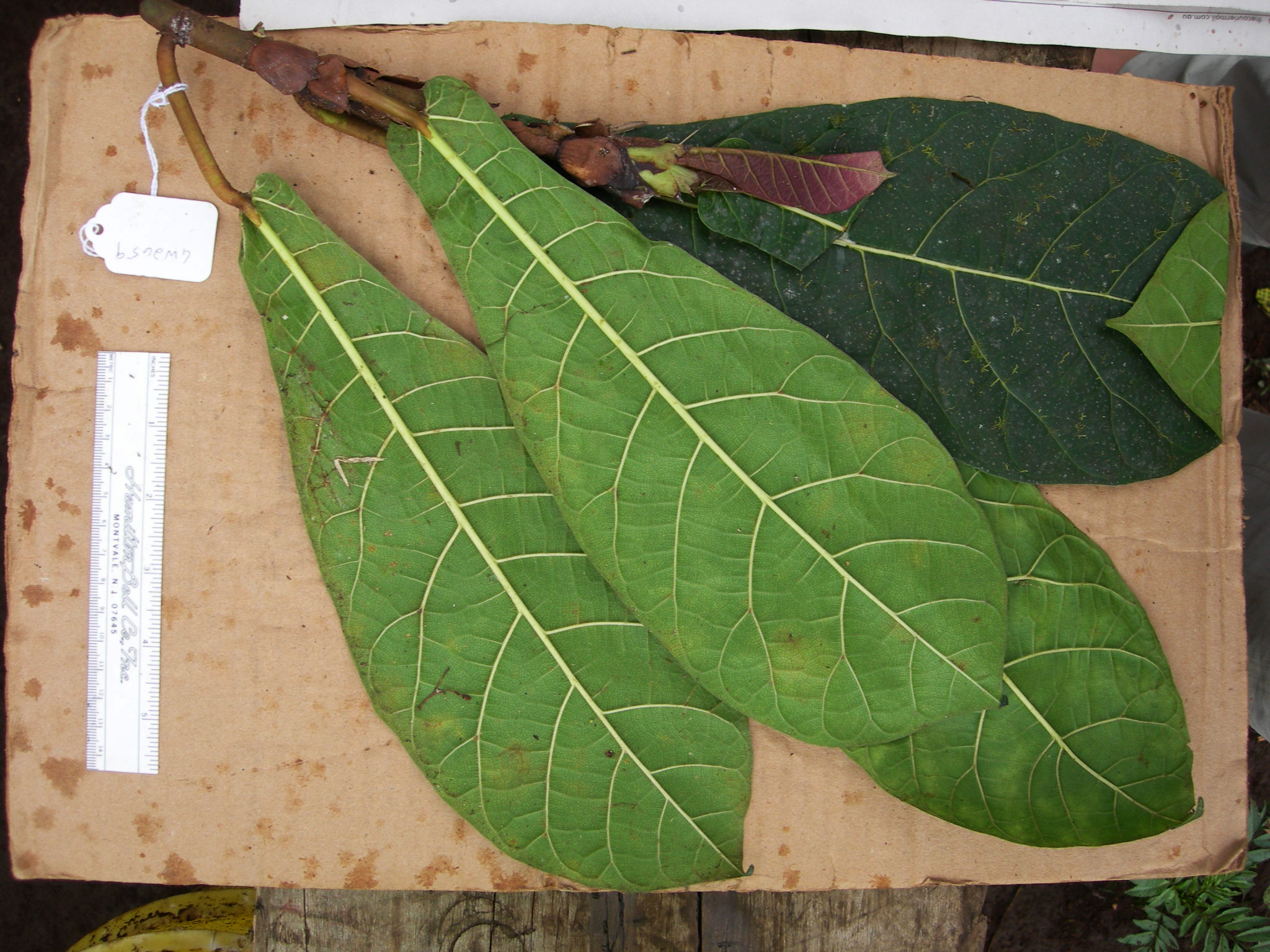 Ficus saccata