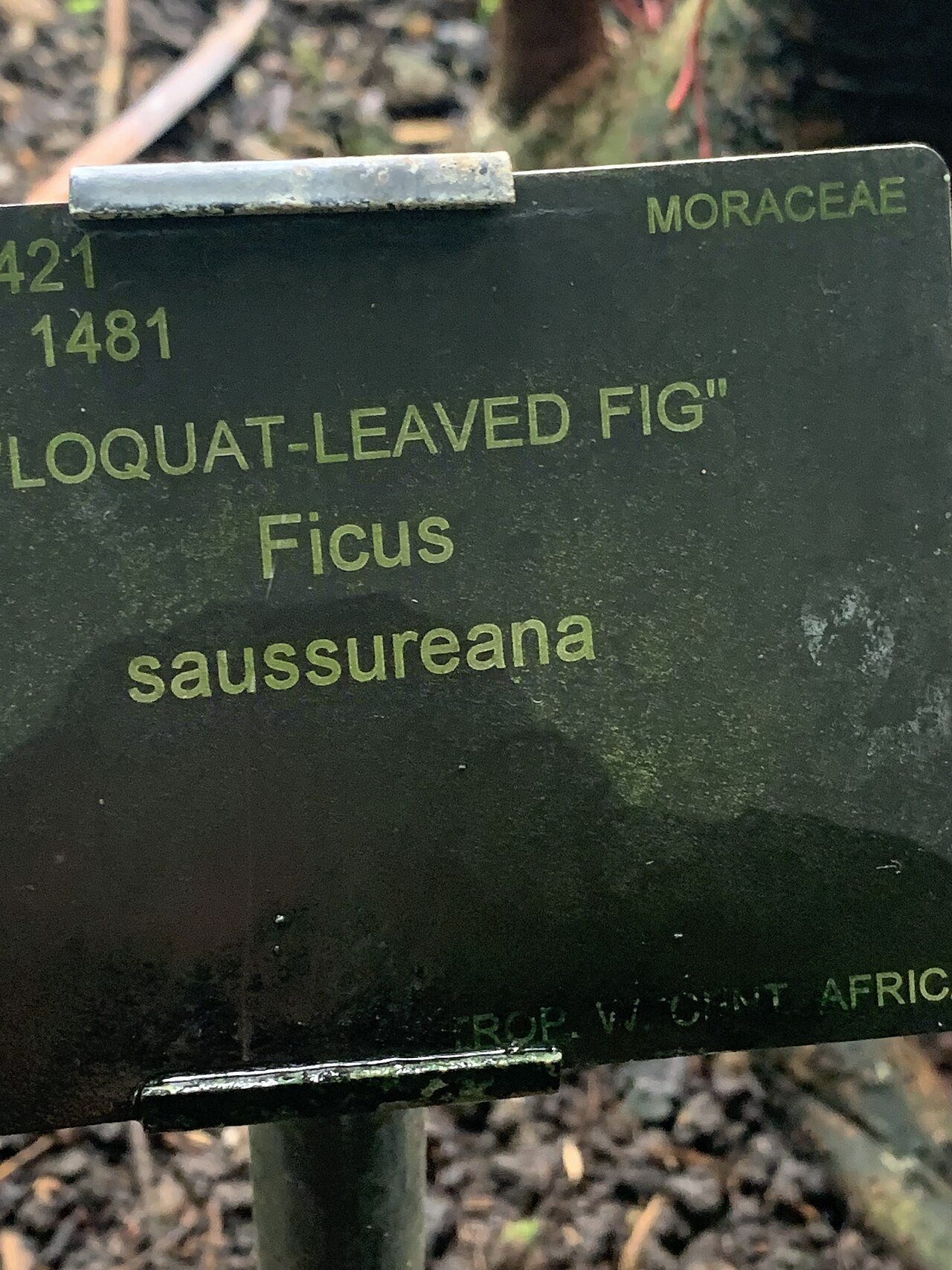 Ficus saussureana