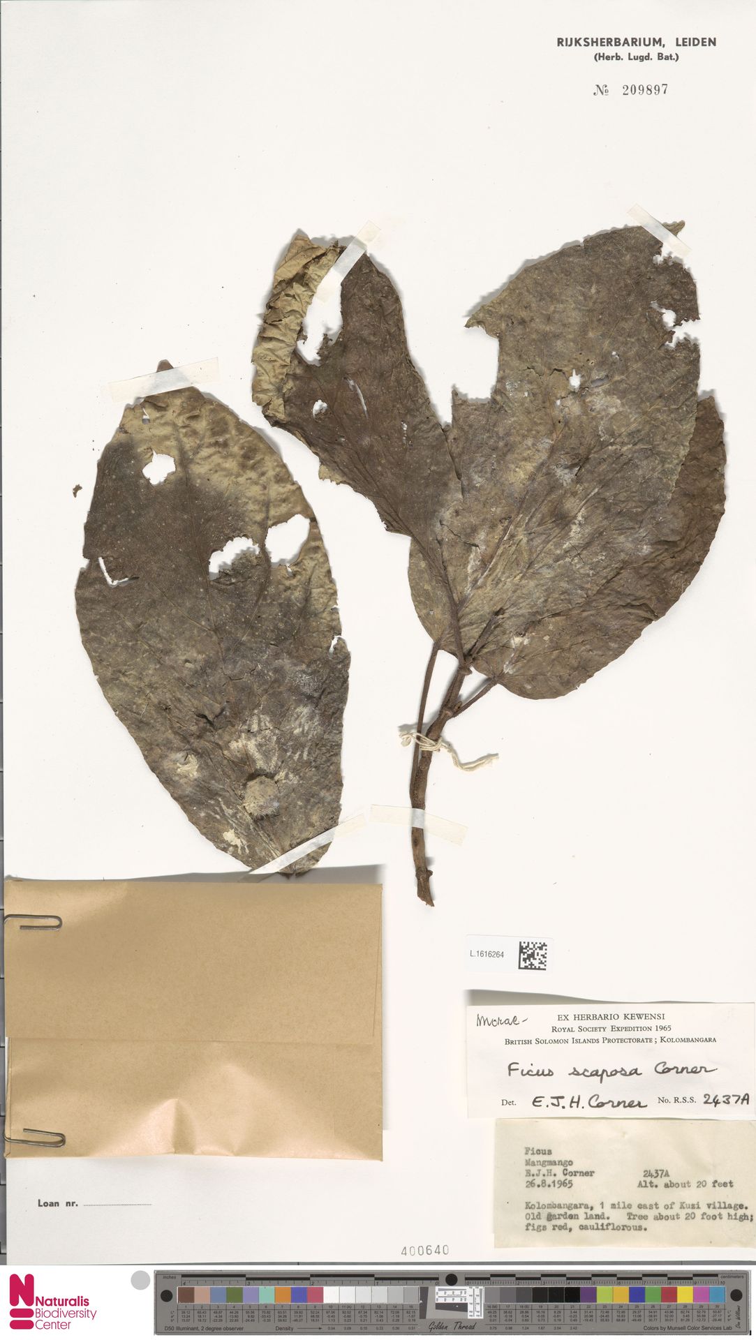 Ficus scaposa