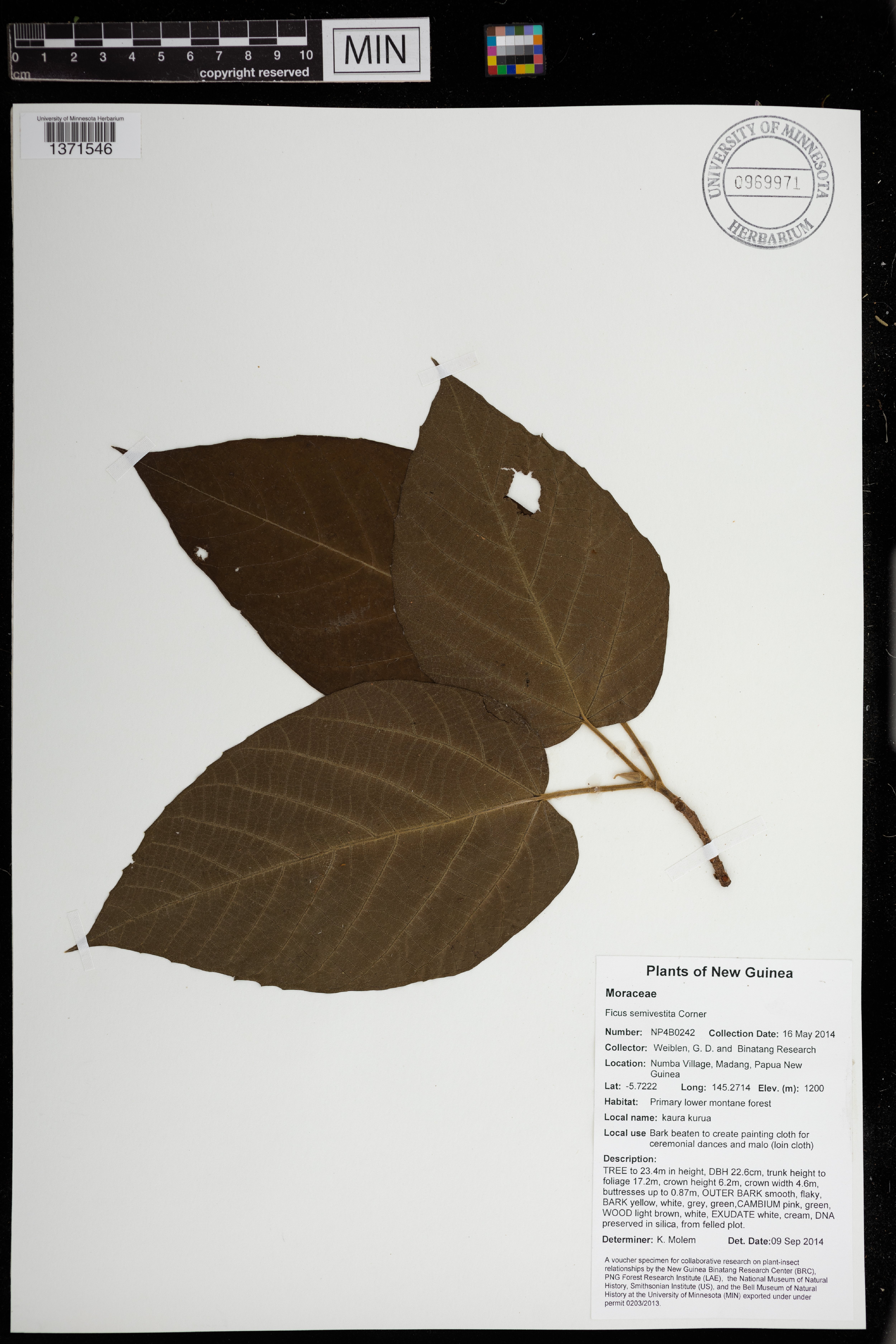 Ficus semivestita