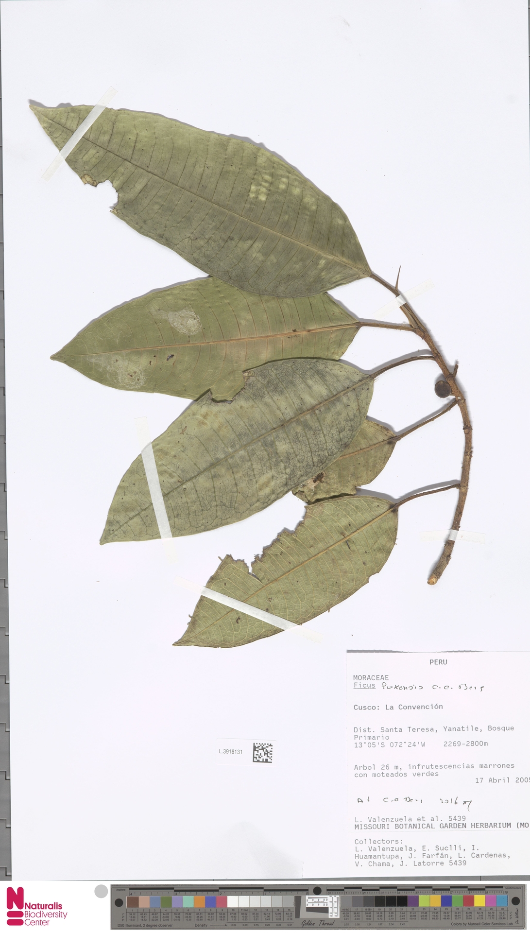 Ficus sodiroi