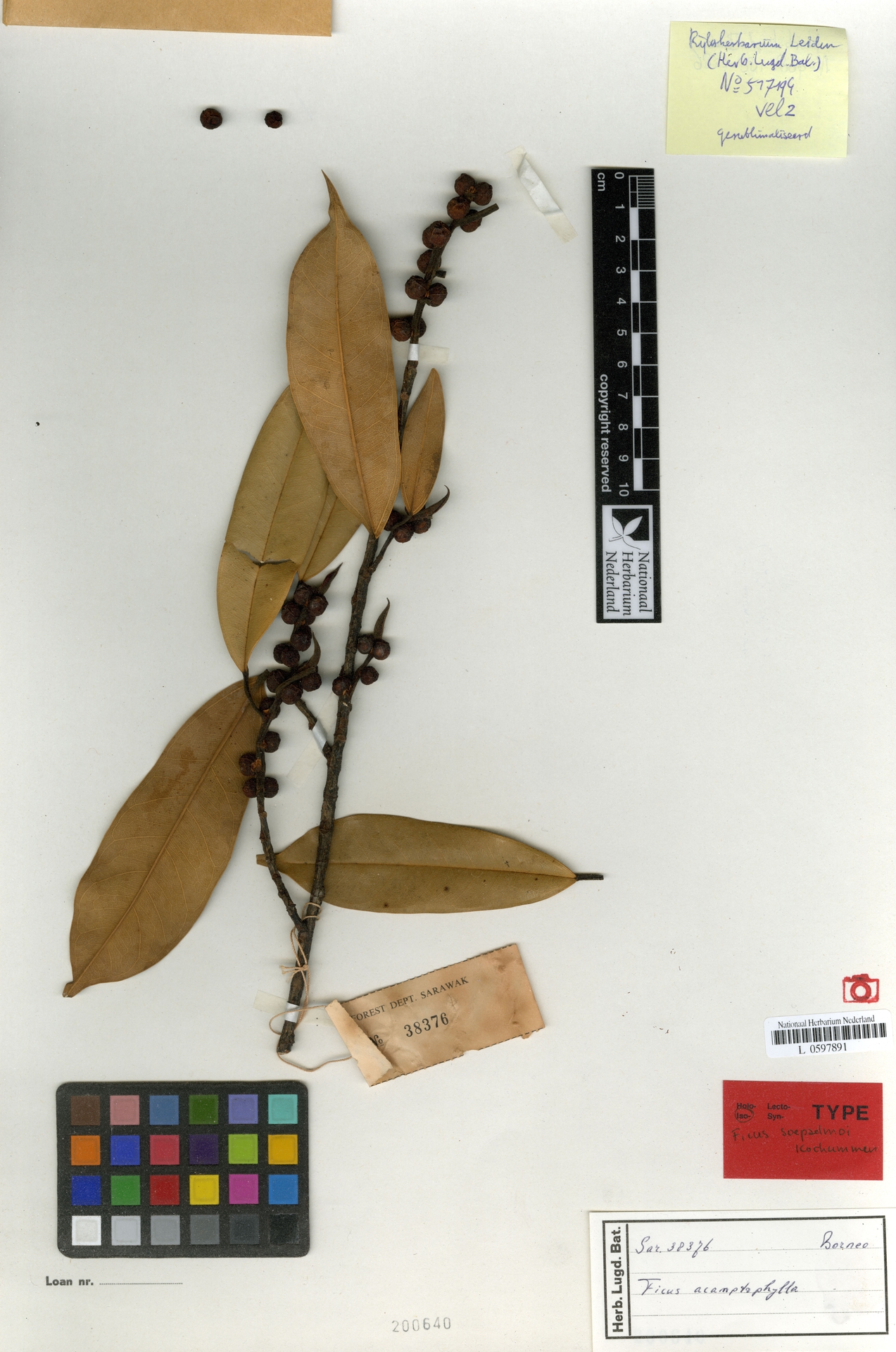 Ficus soepadmoi