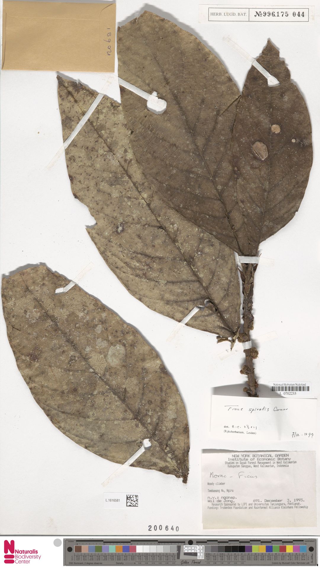 Ficus spiralis