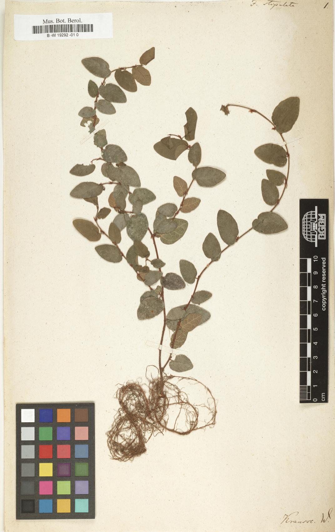Ficus stipulata