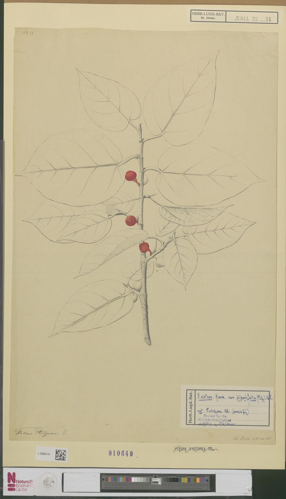 Ficus strigosa