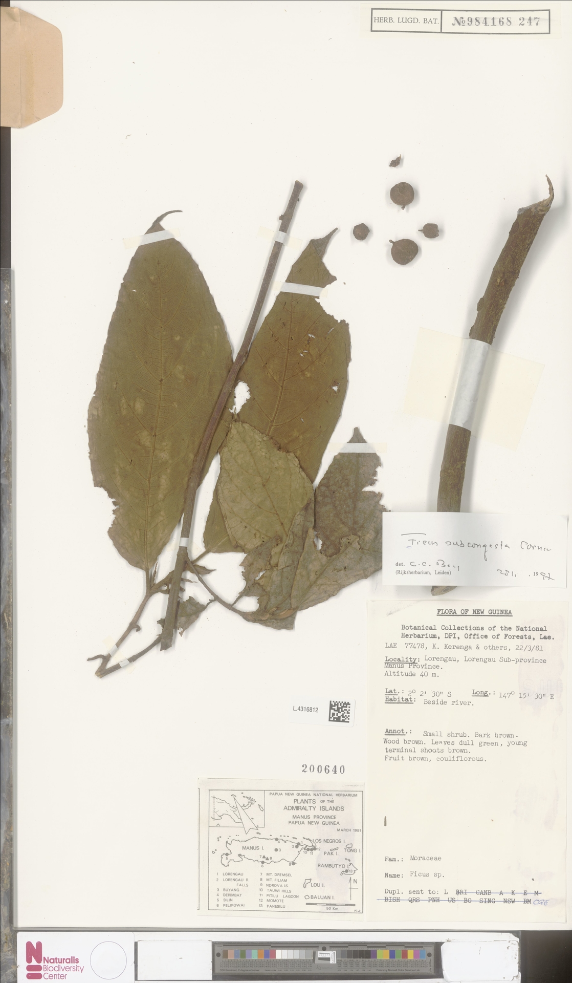 Ficus subcongesta