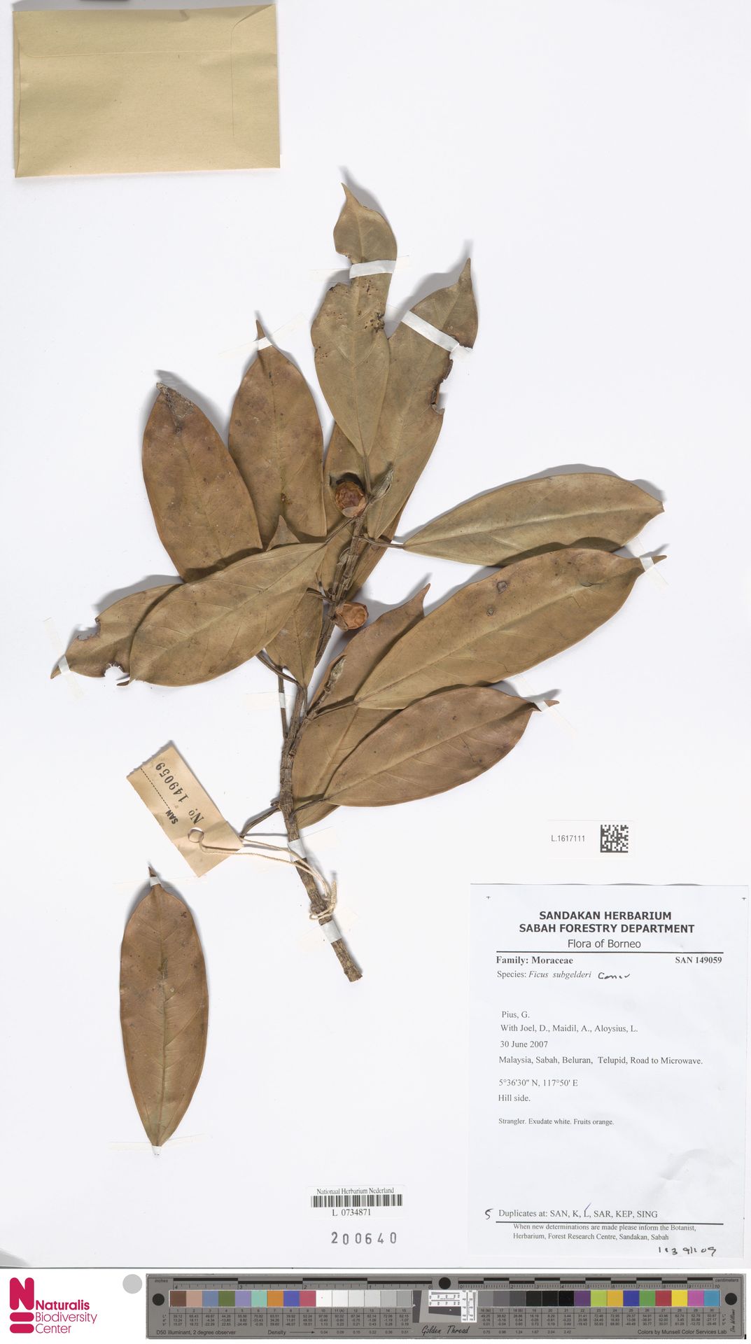 Ficus subgelderi