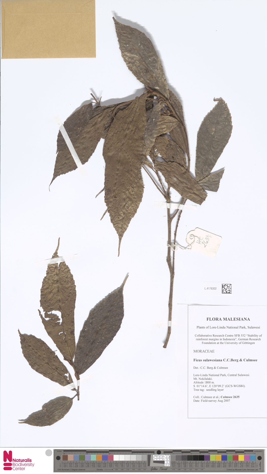 Ficus sulawesiana