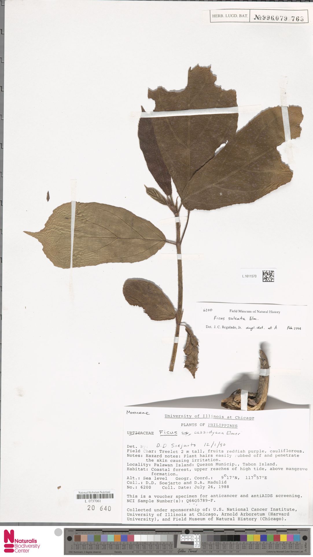 Ficus sulcata