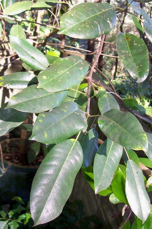 Ficus superba