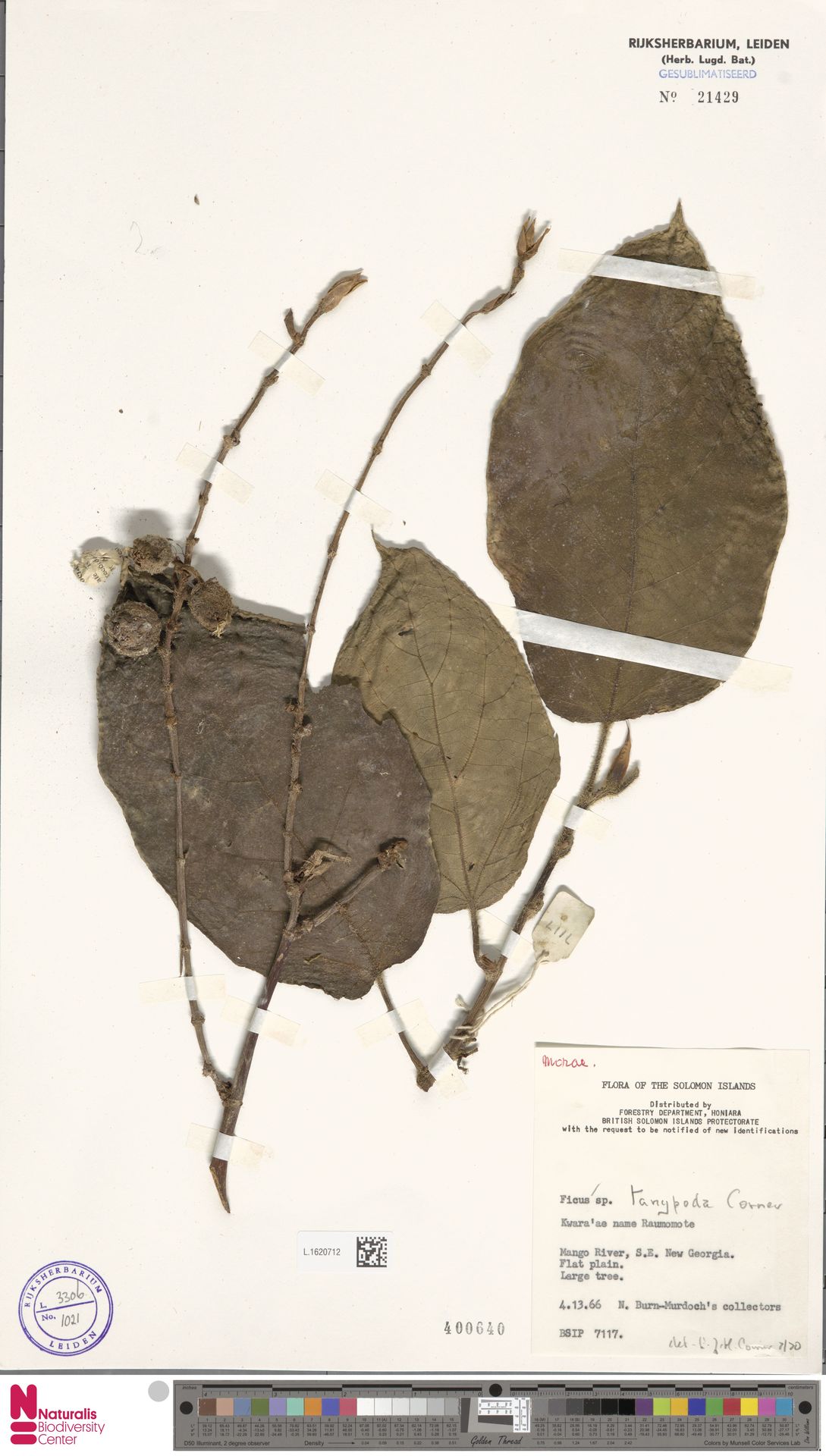 Ficus tanypoda