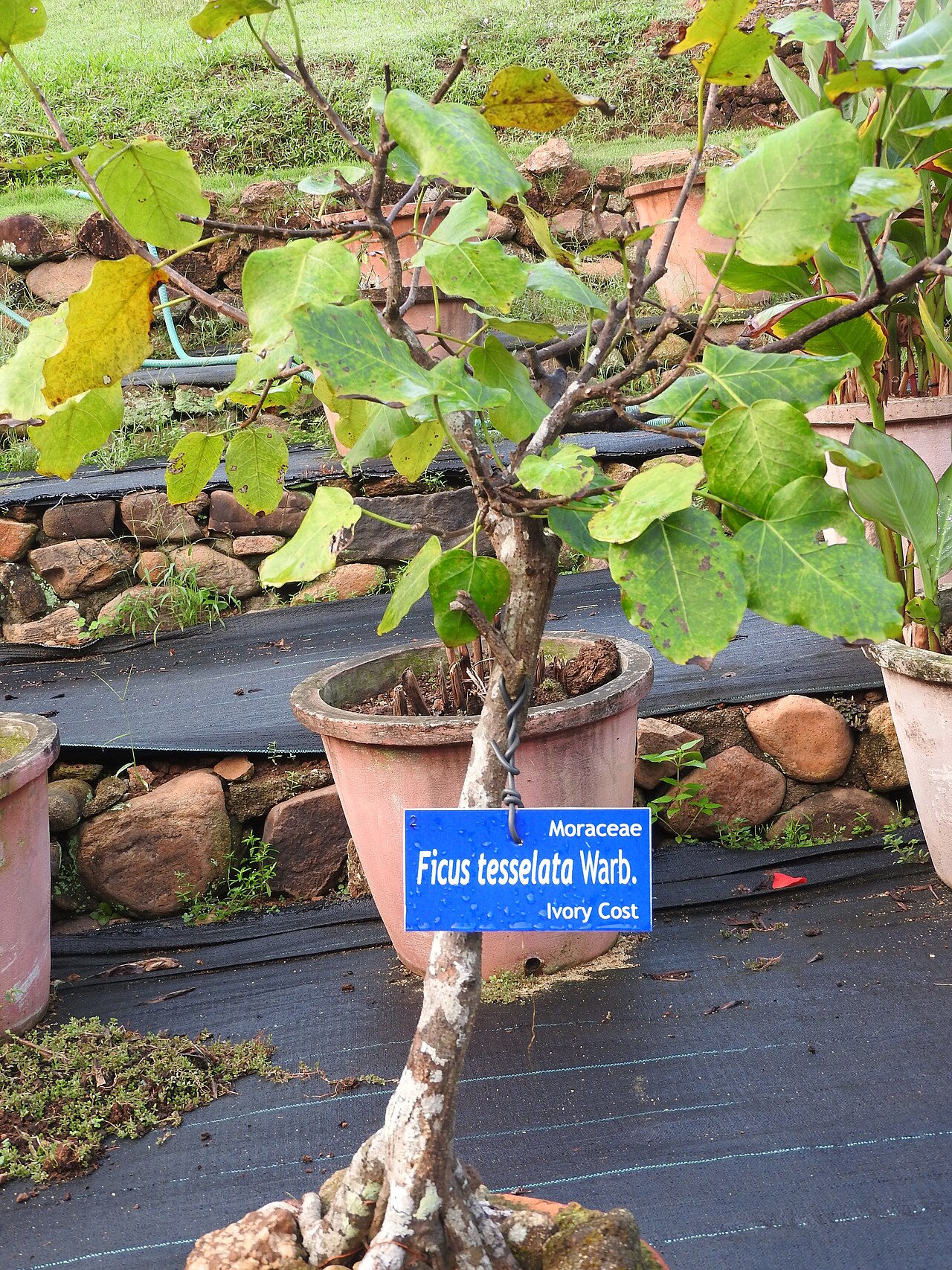 Ficus tesselata
