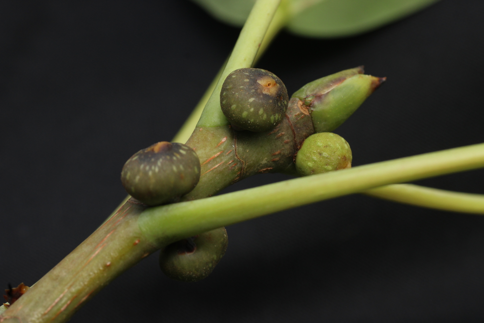 Ficus tsjakela