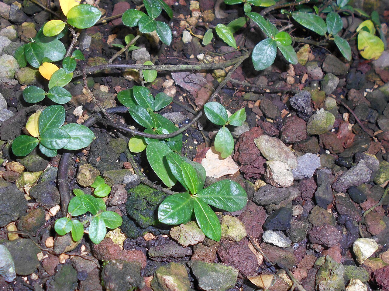 Ficus vaccinioides
