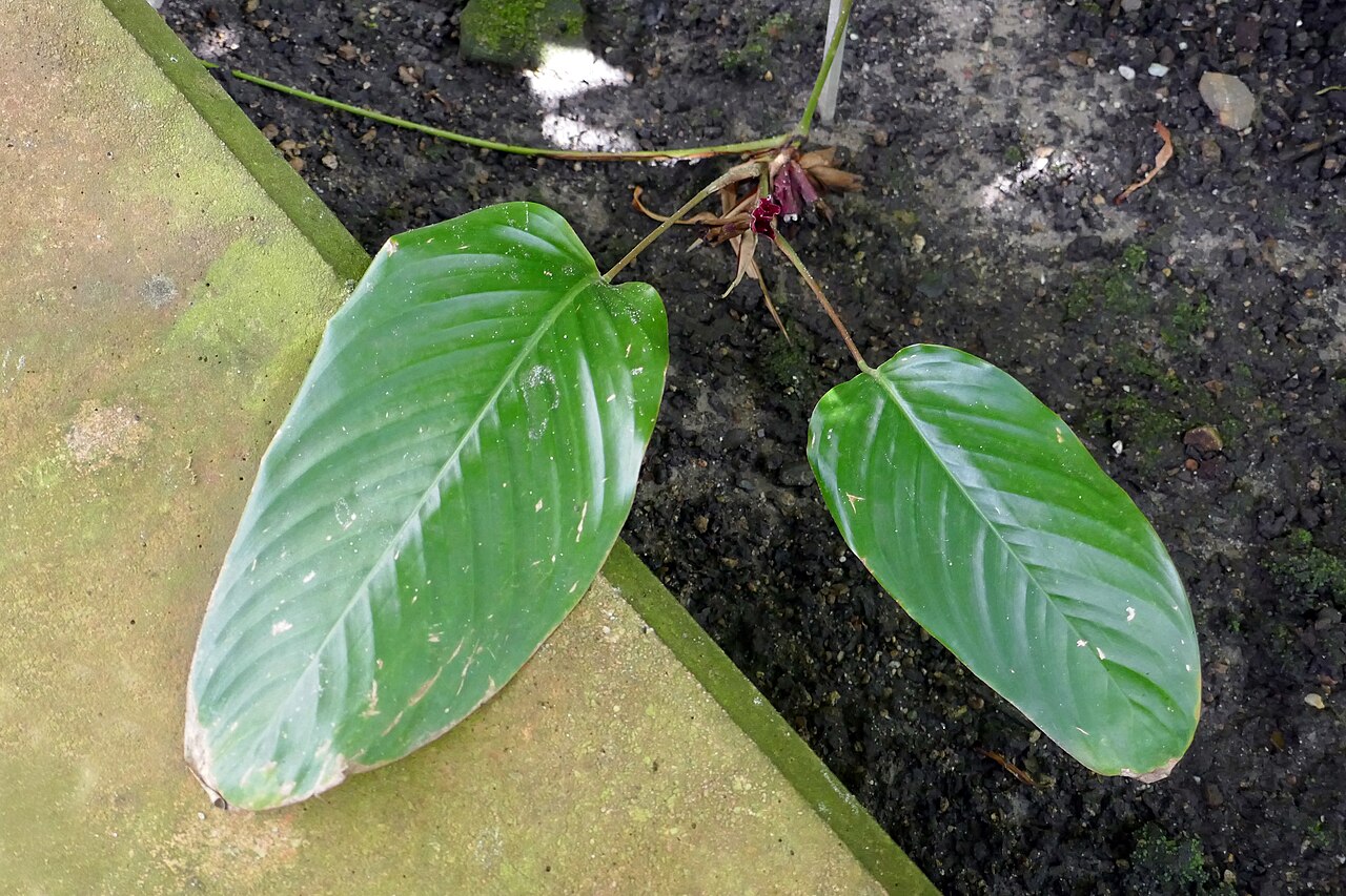 Ficus vallis-choudae