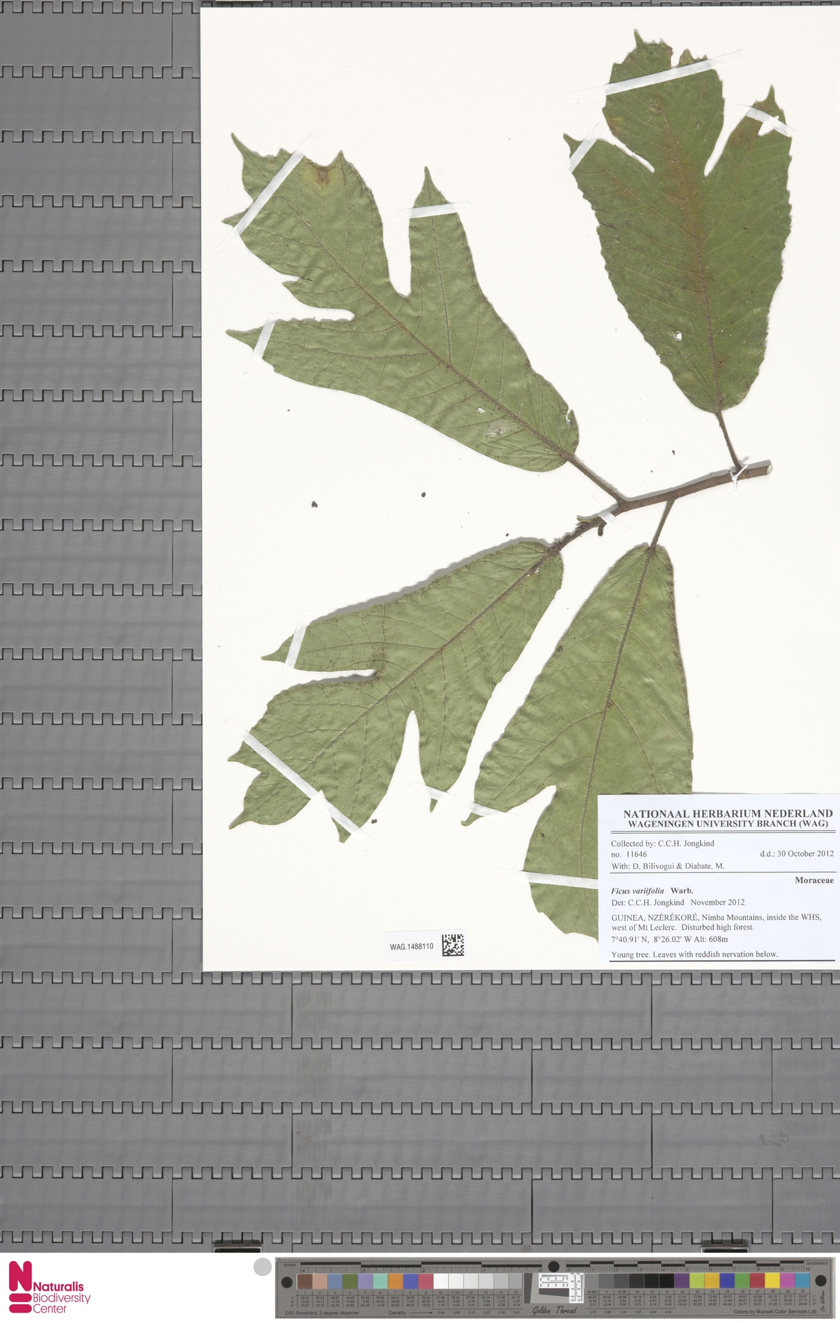 Ficus variifolia