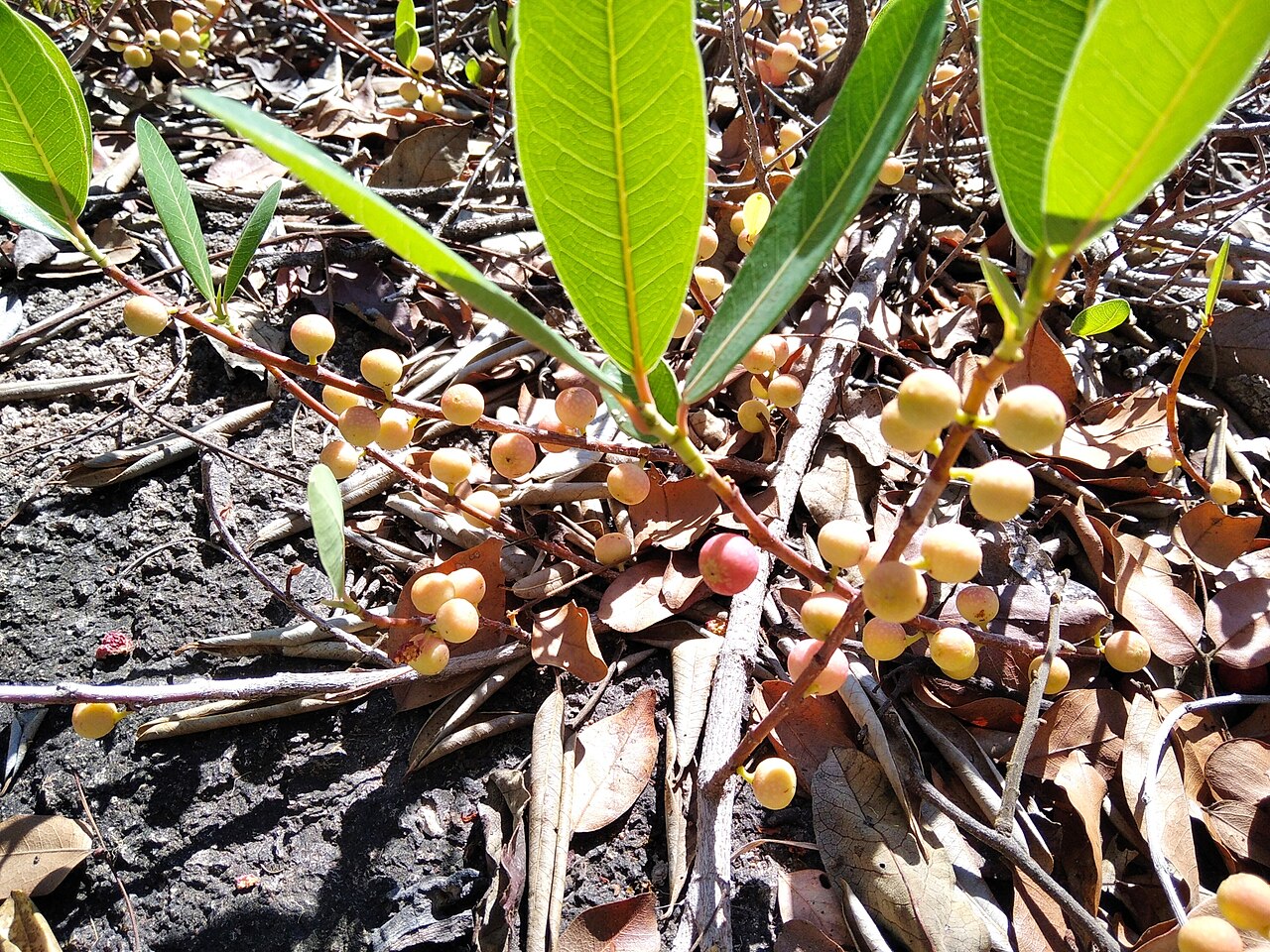 Ficus verruculosa