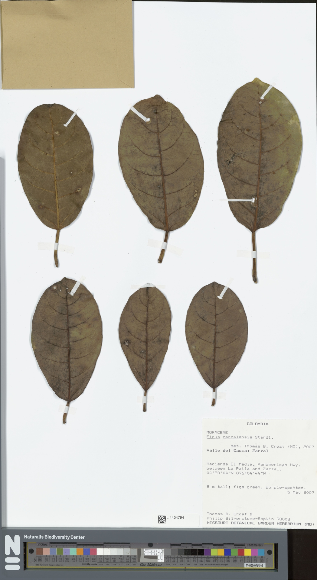 Ficus zarzalensis