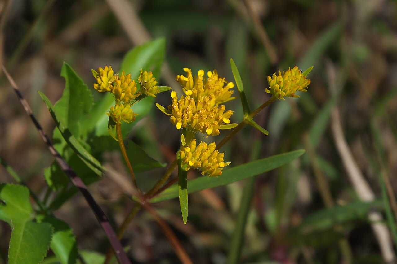 Flaveria floridana