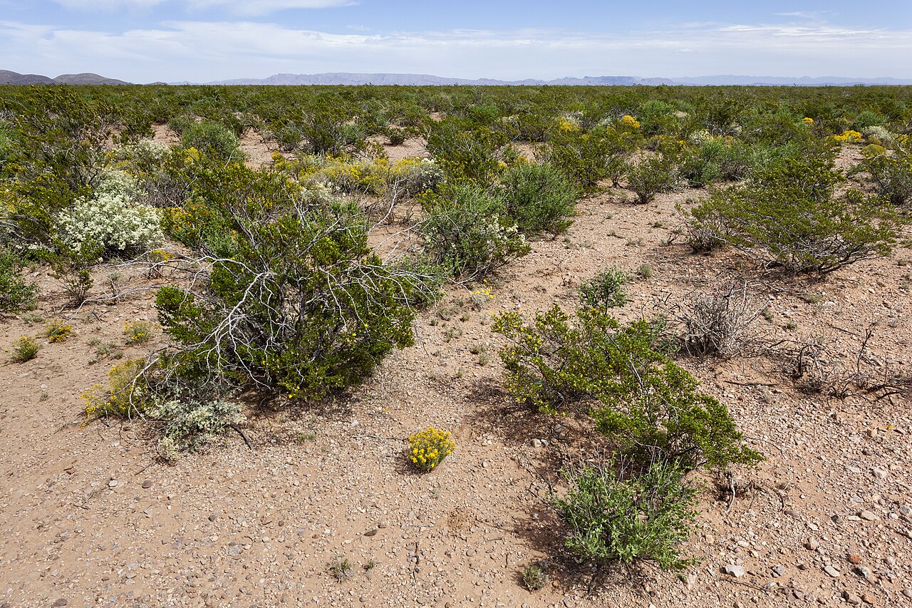 Flourensia angustifolia