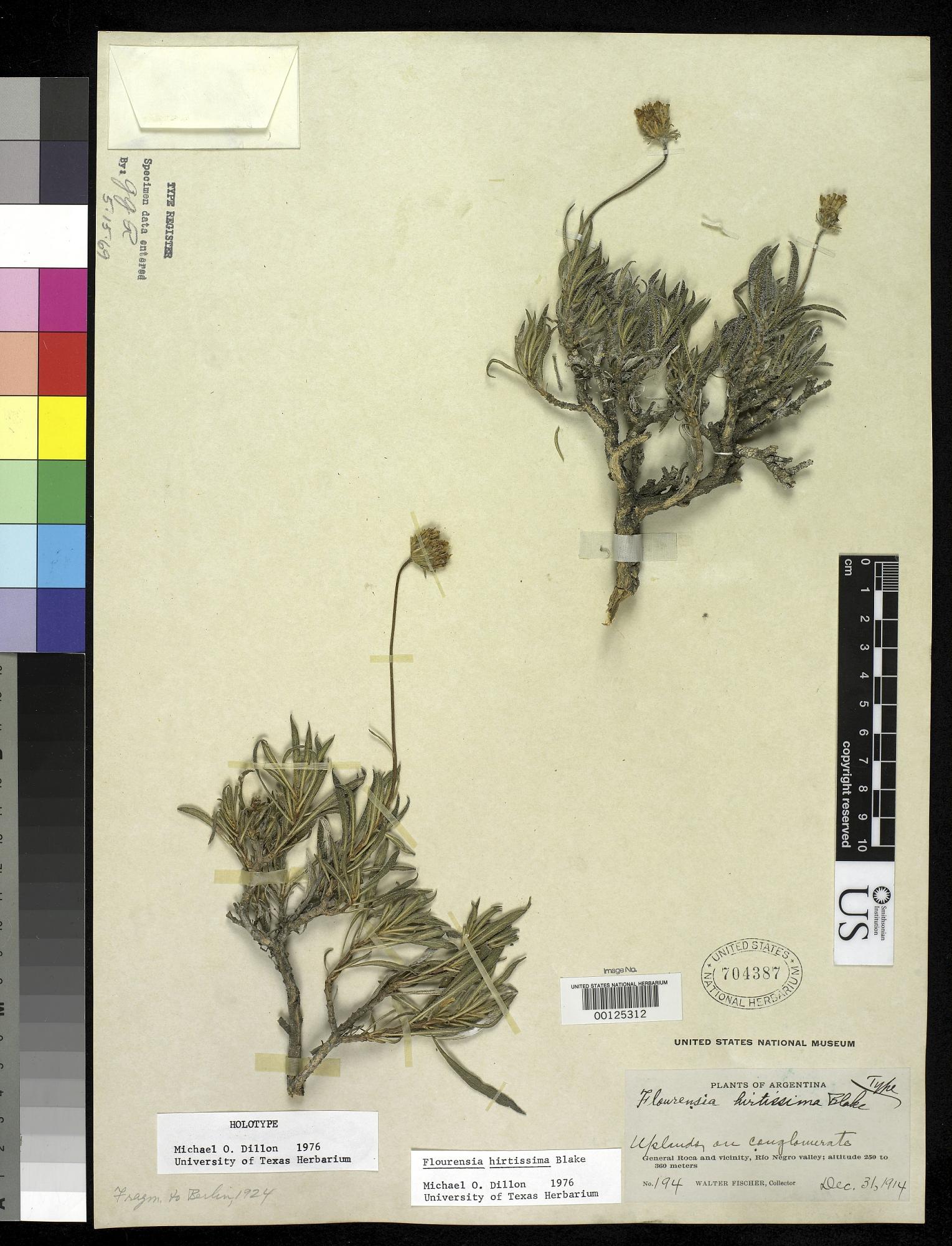 Flourensia hirtissima