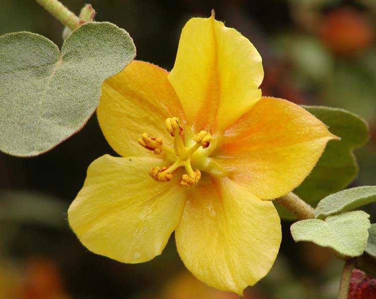 Fremontodendron mexicanum