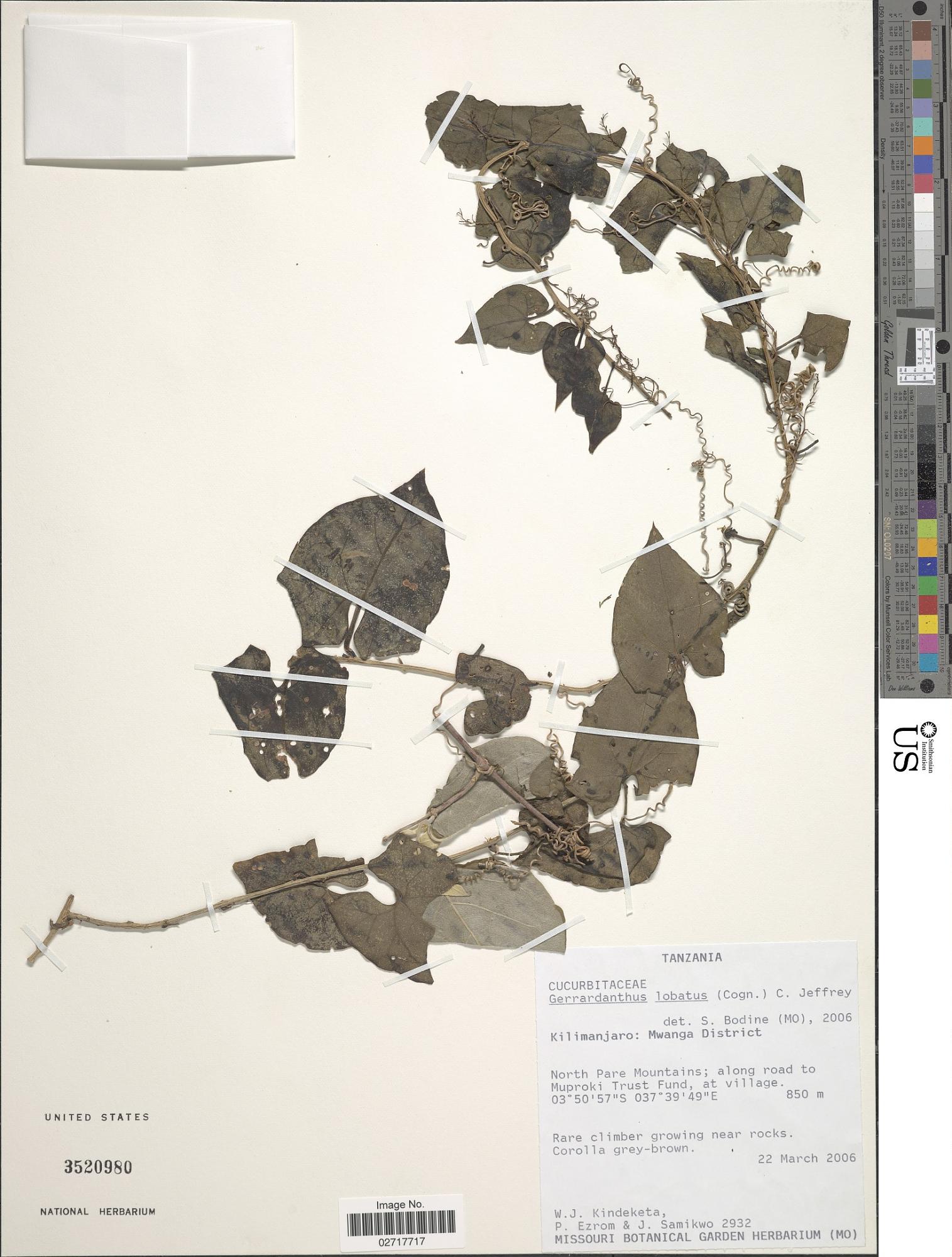 Gerrardanthus lobatus