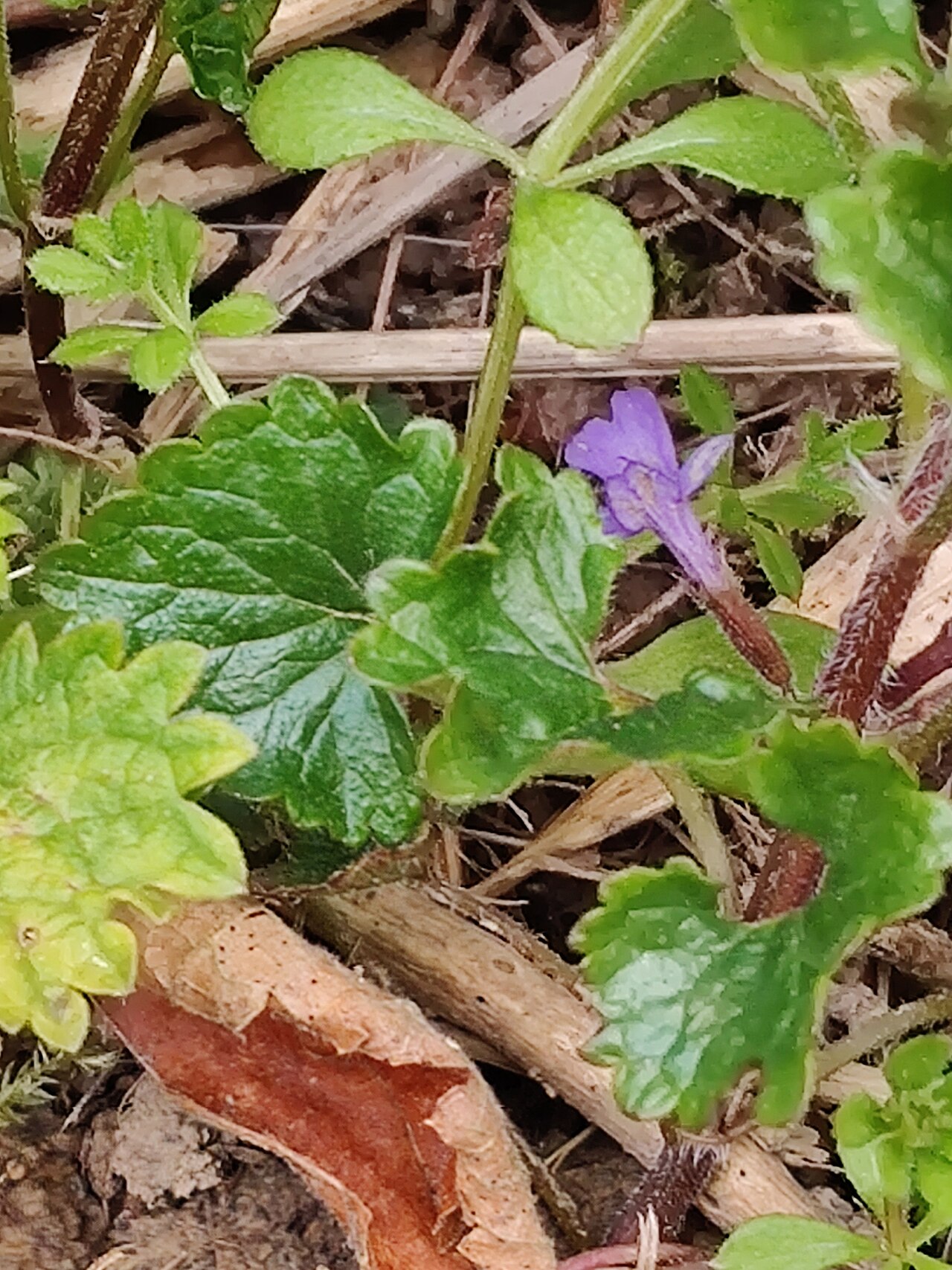 Glechoma hederacea