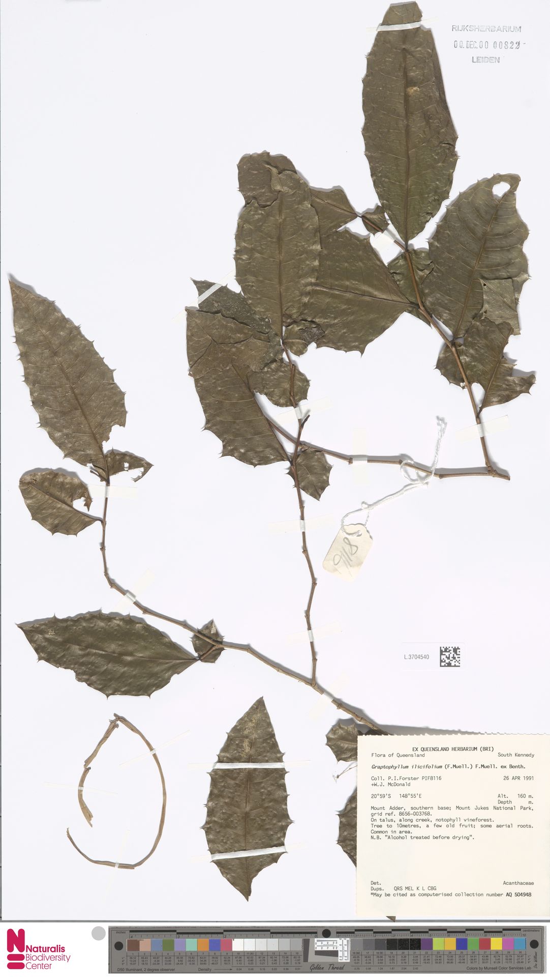Graptophyllum ilicifolium
