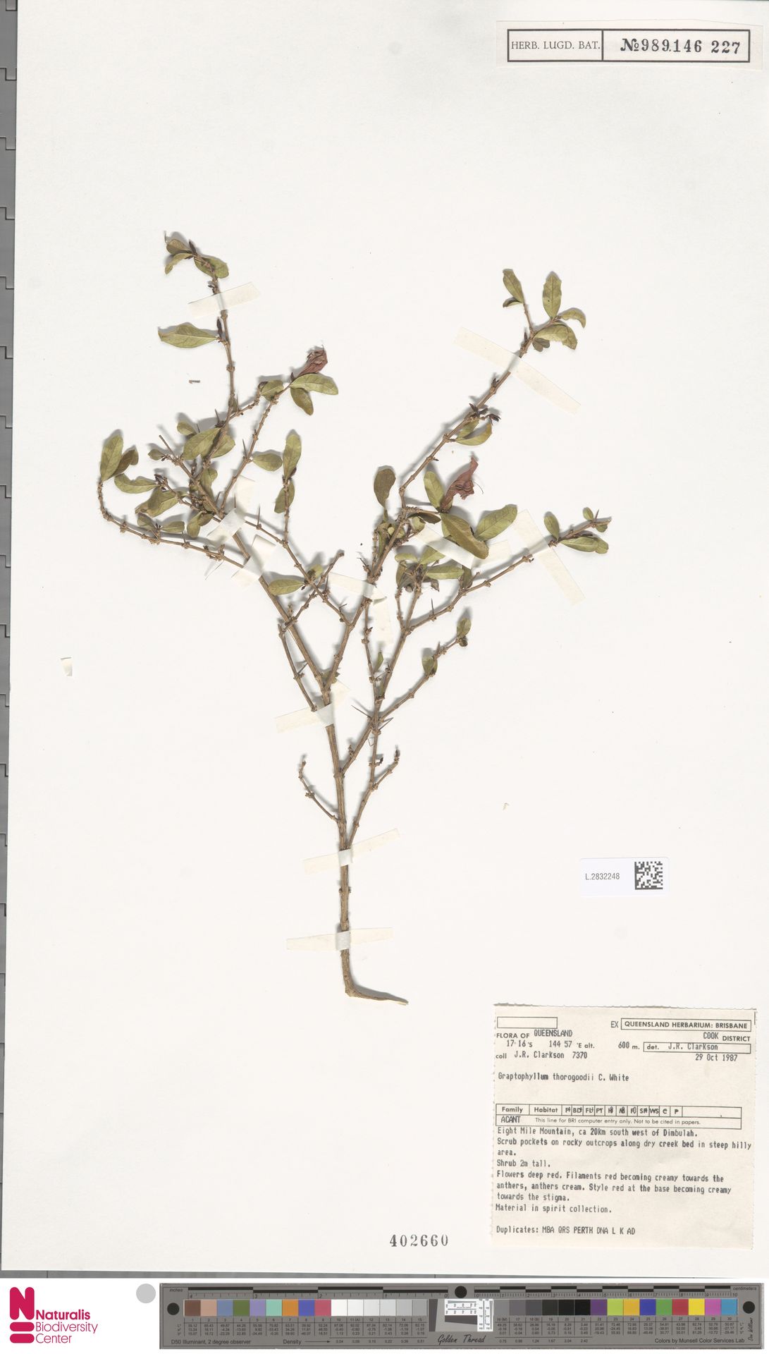 Graptophyllum thorogoodii
