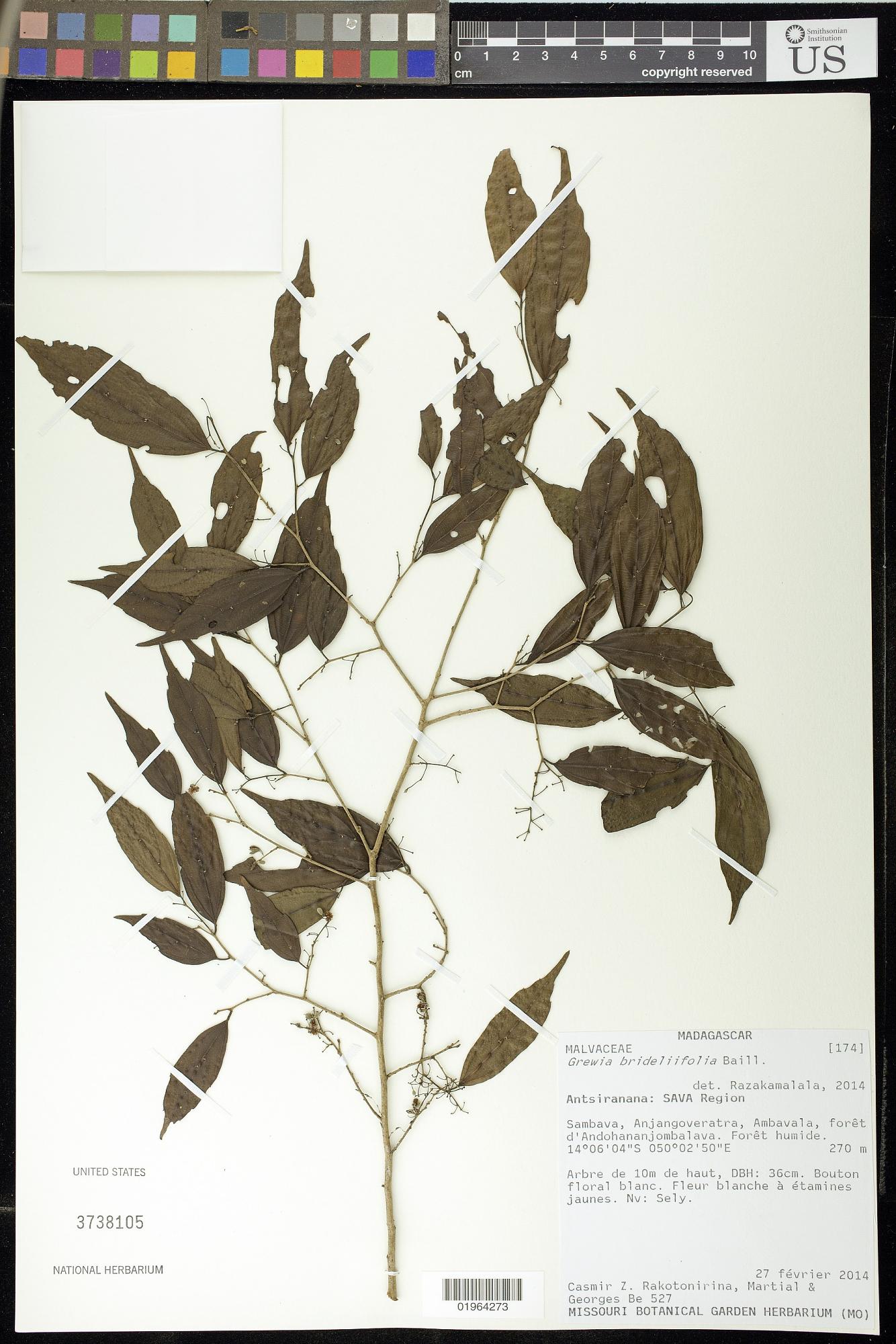 Grewia brideliifolia
