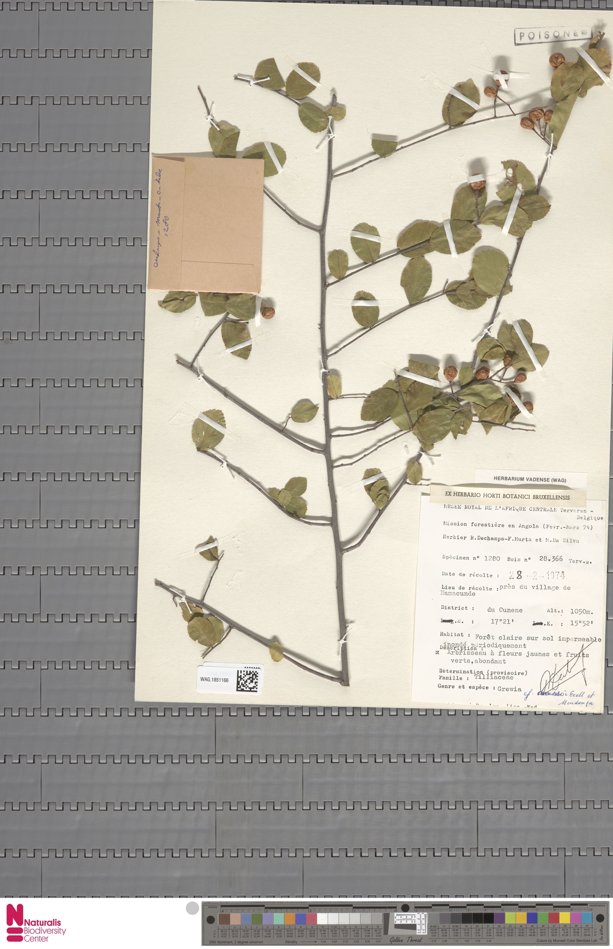 Grewia carrissoi