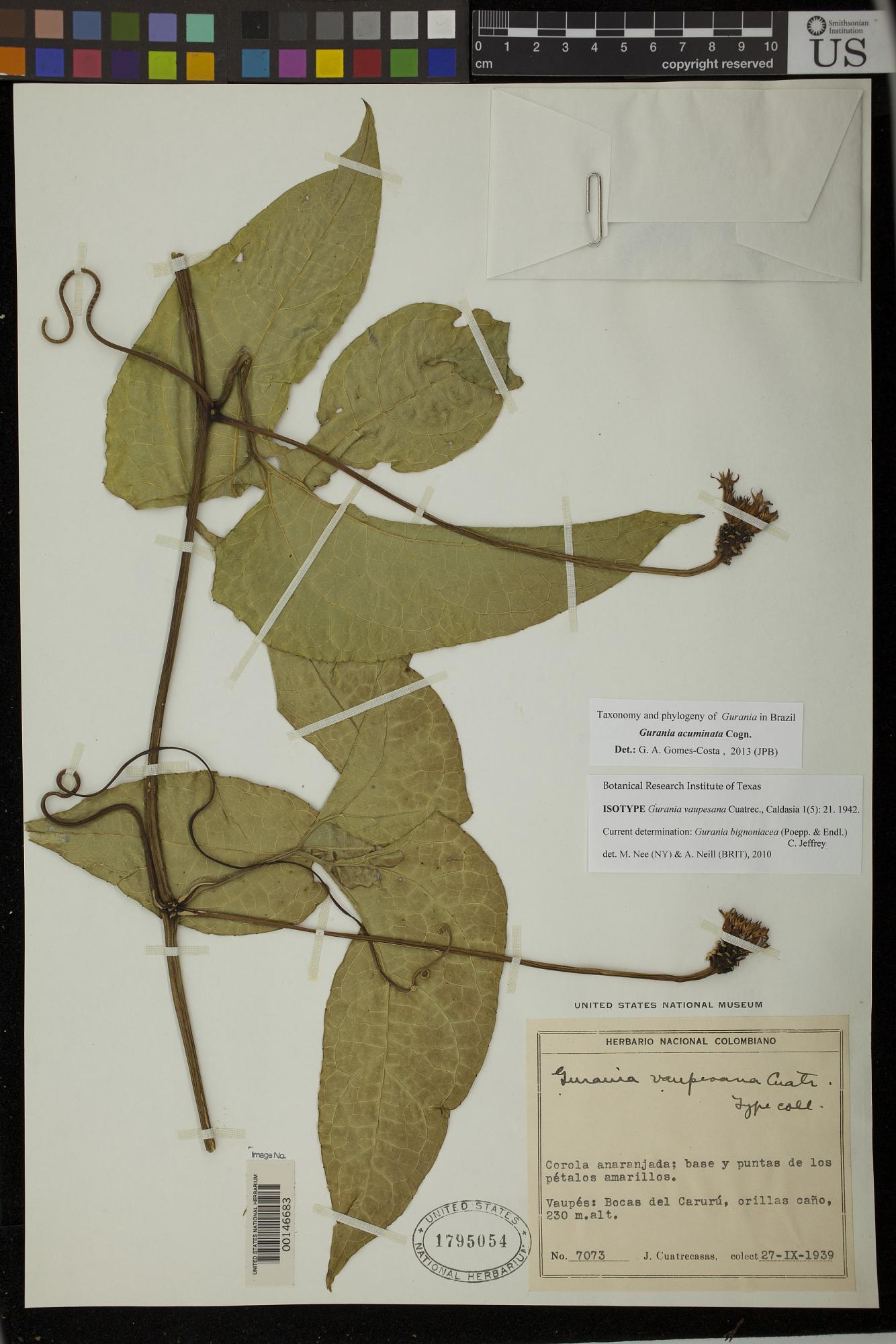 Gurania vaupesana