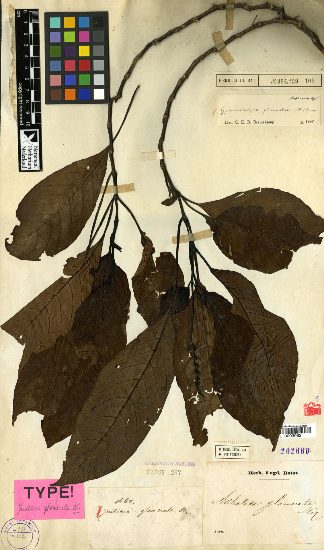 Gymnostachyum glomeratum