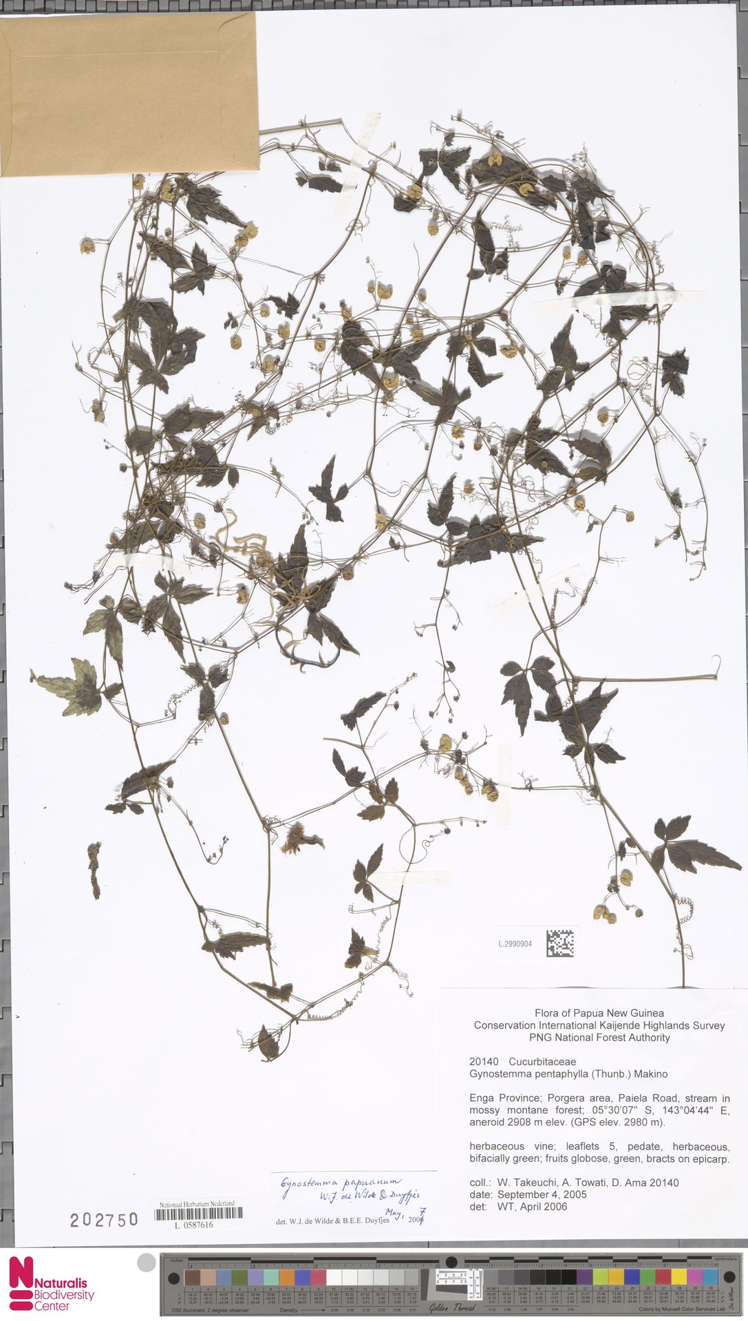 Gynostemma papuanum