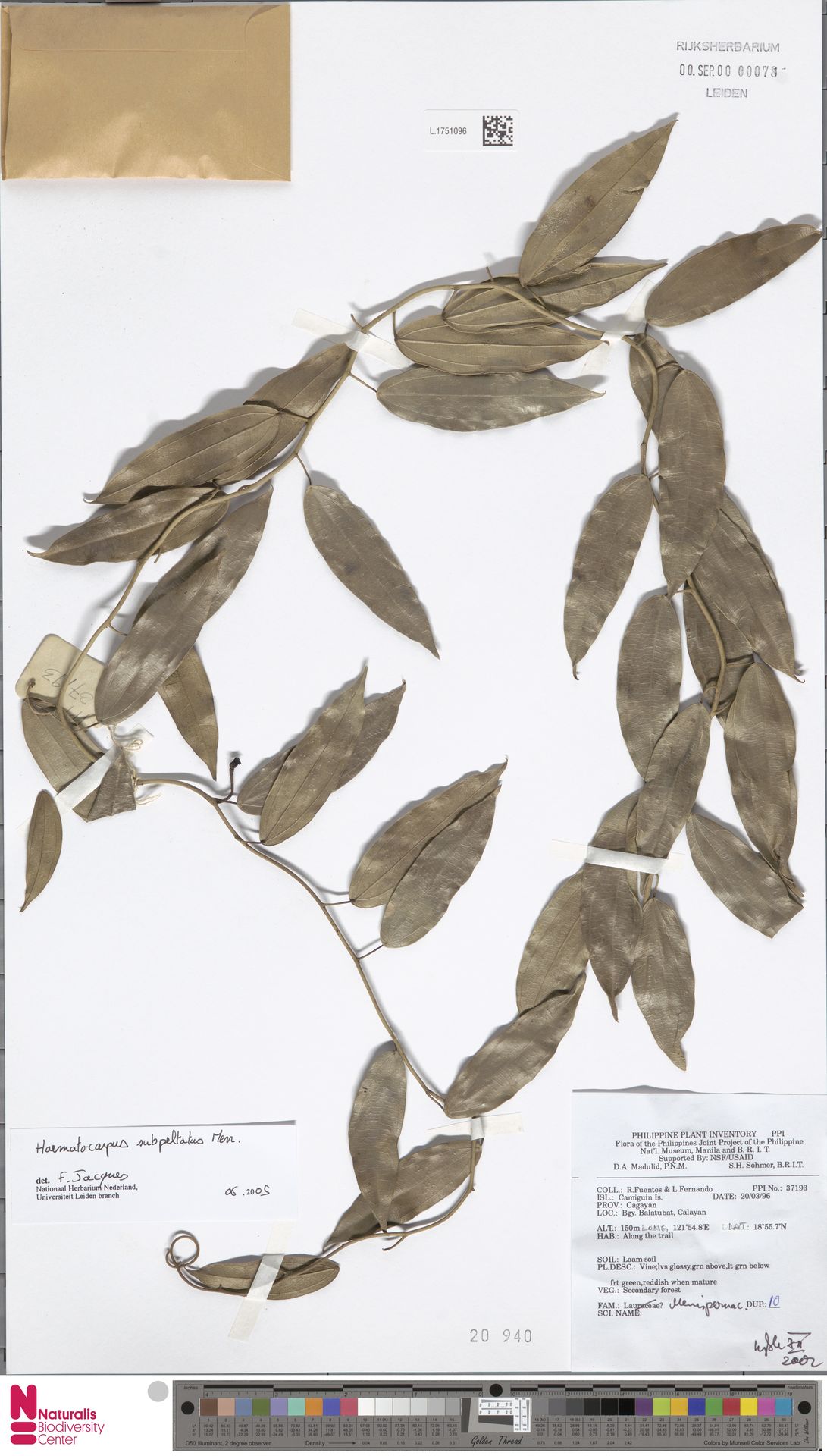Haematocarpus subpeltatus