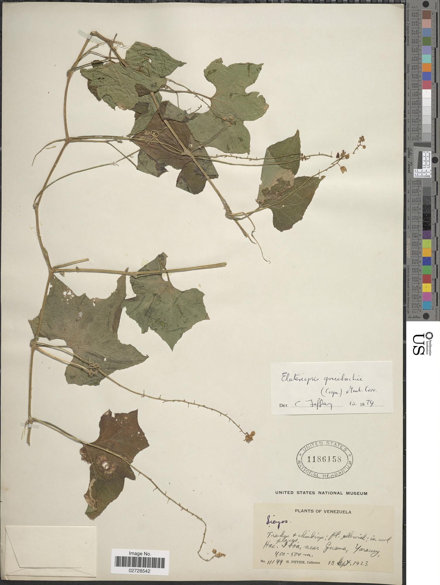 Hanburia grisebachii