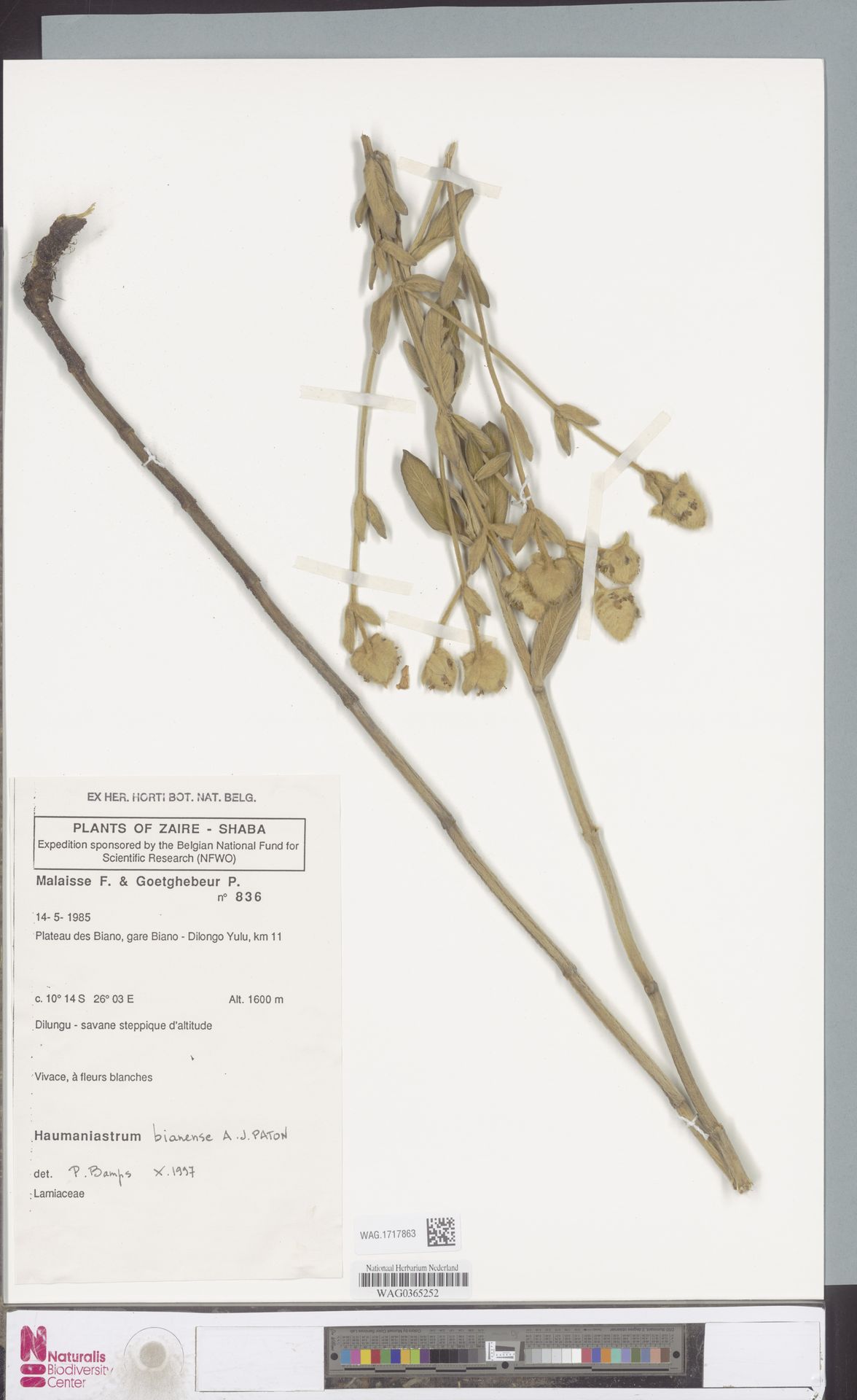 Haumaniastrum bianense