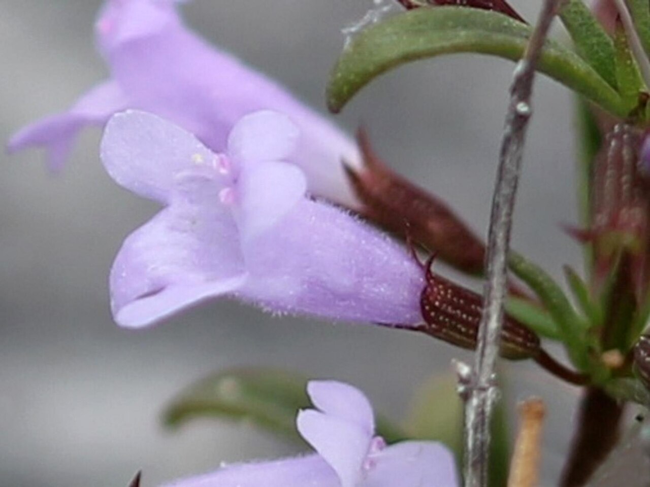 Hedeoma glabra