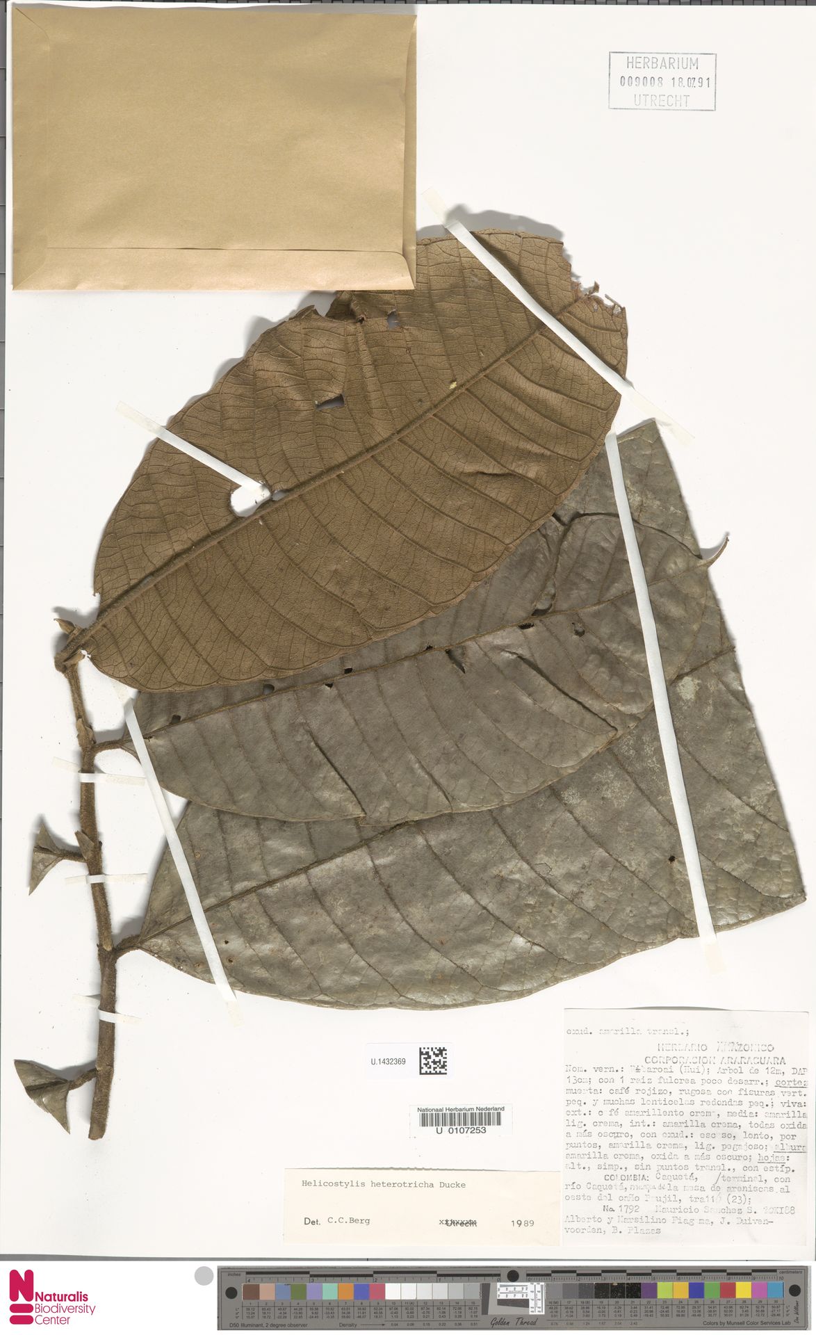 Helicostylis heterotricha