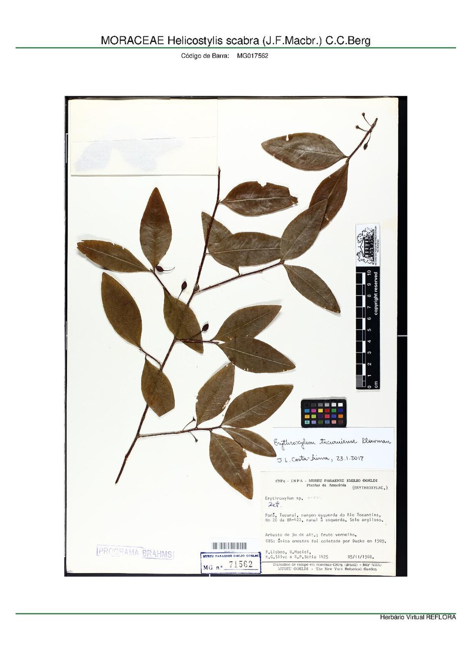 Helicostylis scabra