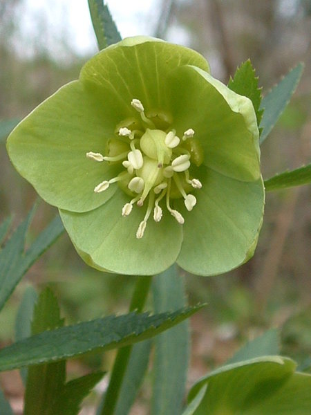 Helleborus viridis
