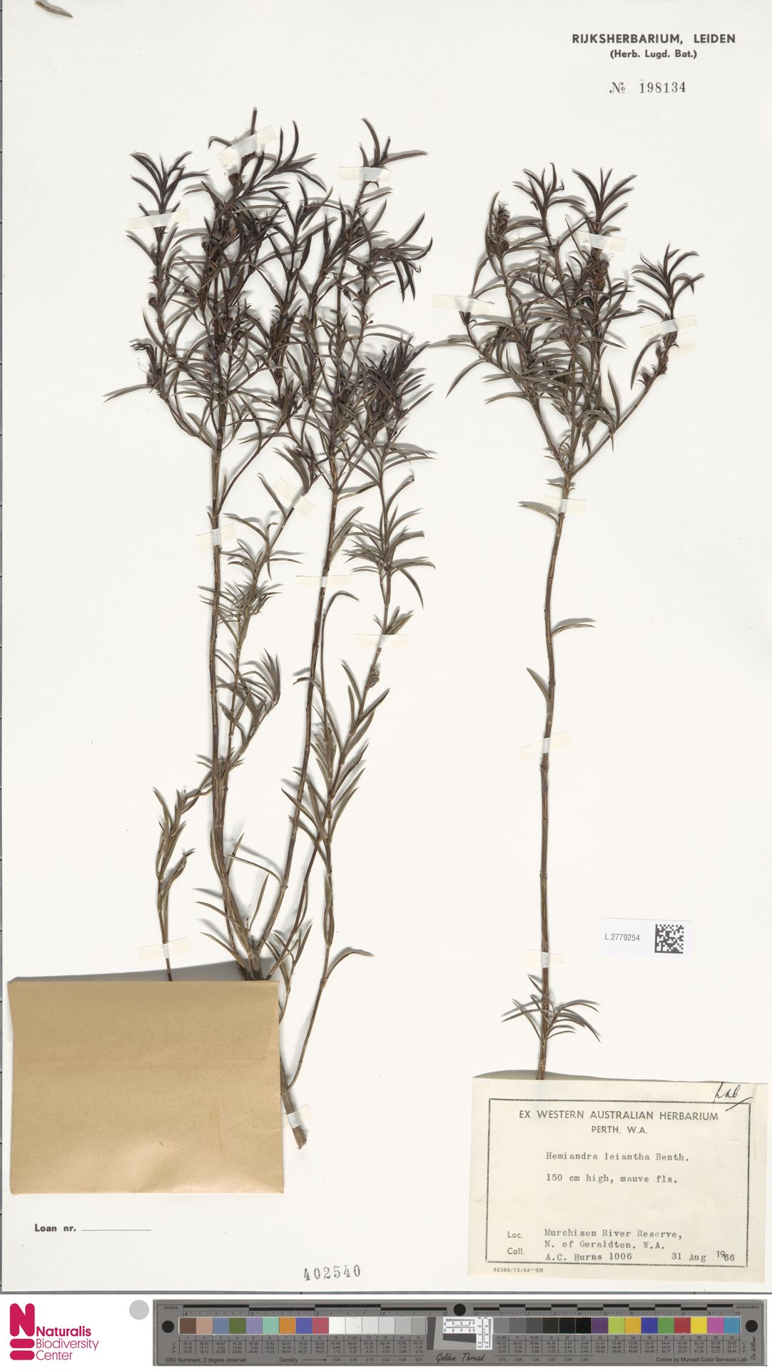 Hemiandra leiantha