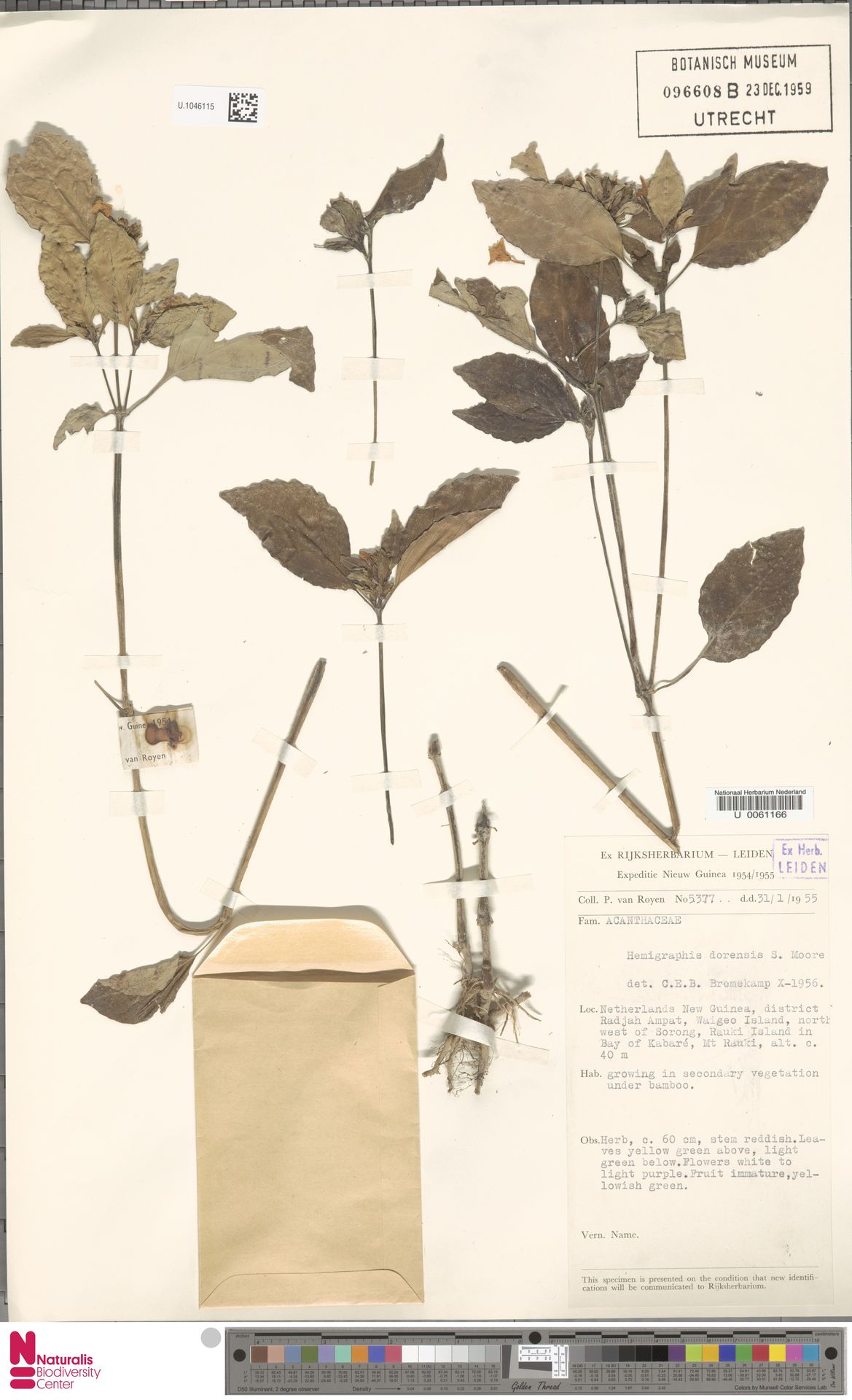 Hemigraphis dorensis