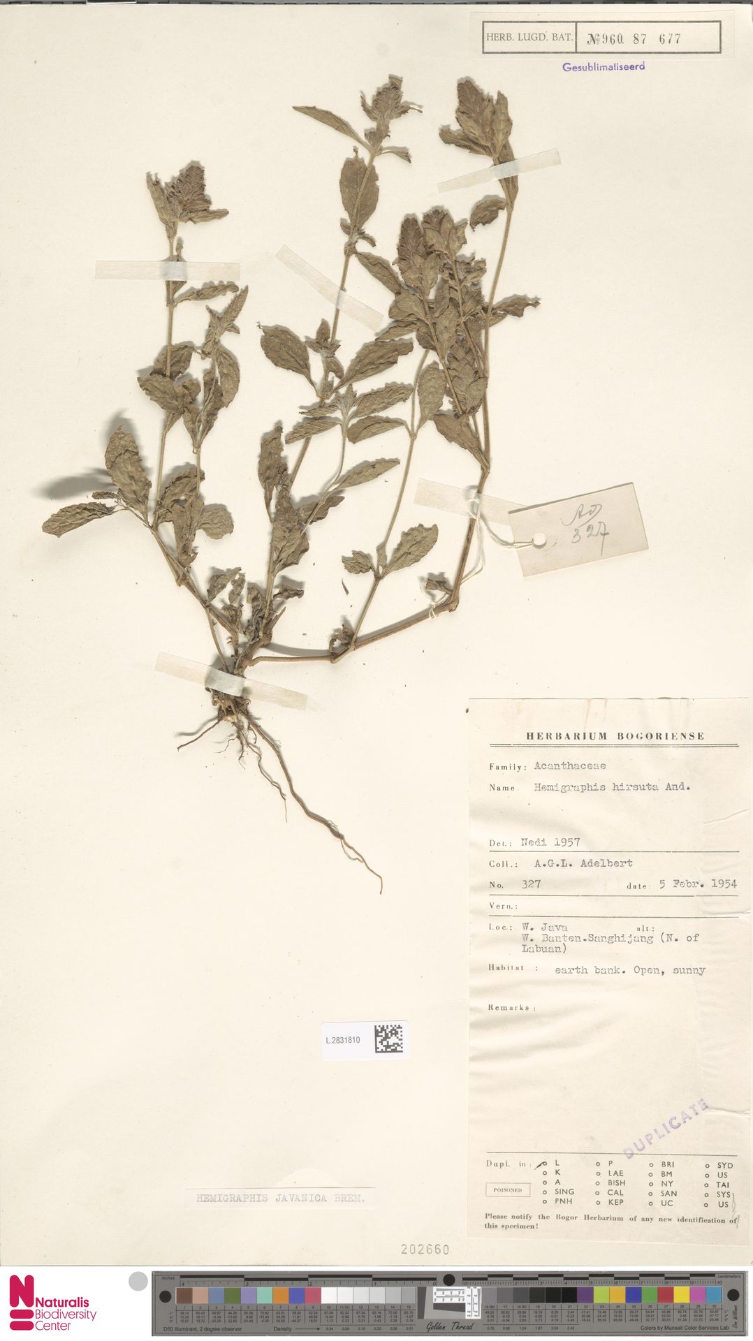 Hemigraphis javanica
