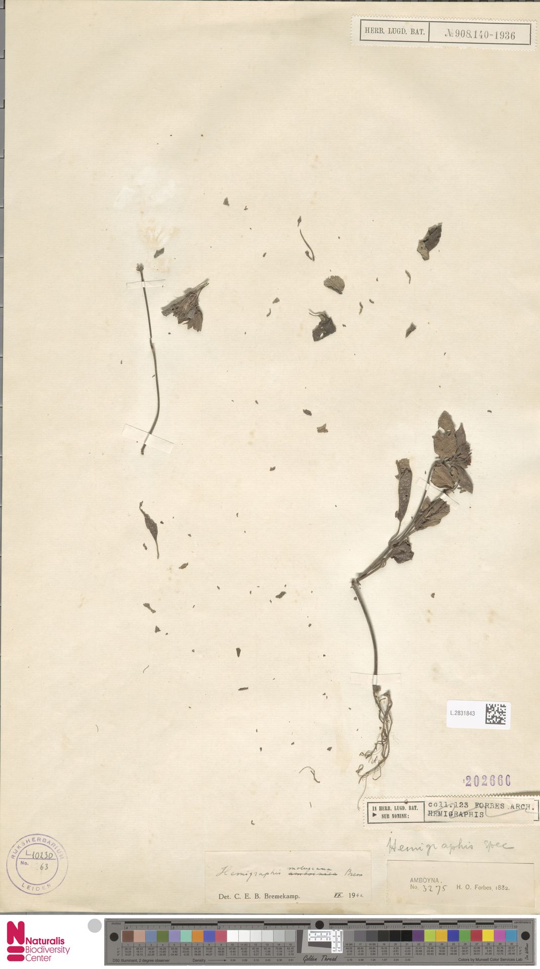 Hemigraphis moluccana