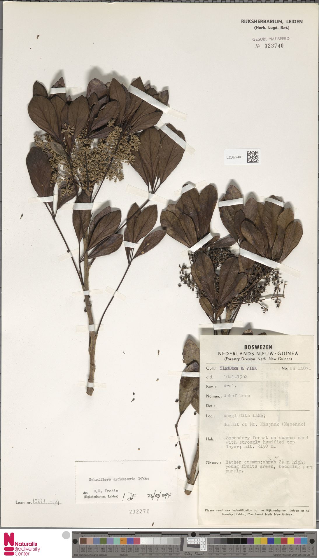 Heptapleurum arfakense