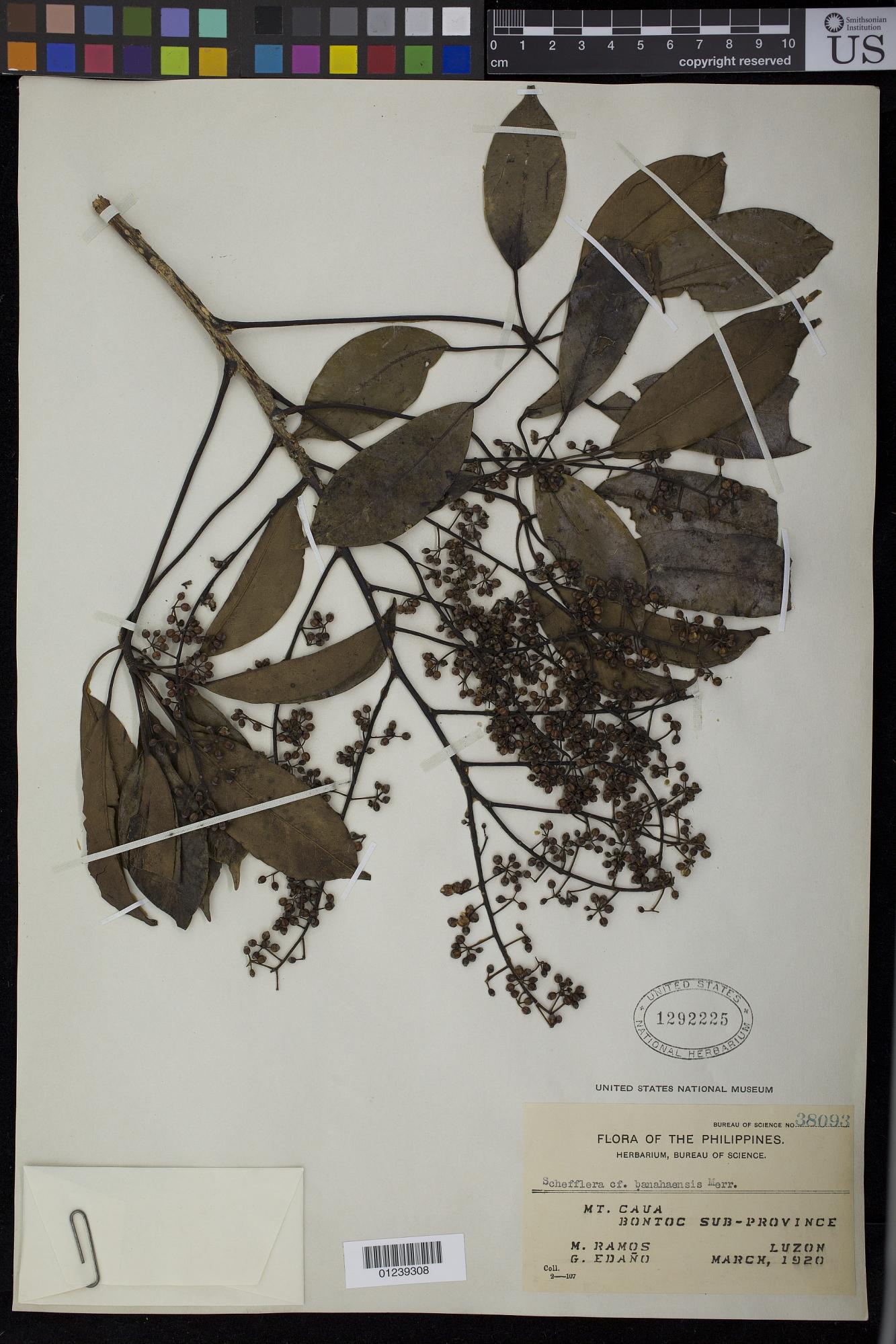 Heptapleurum banahaense